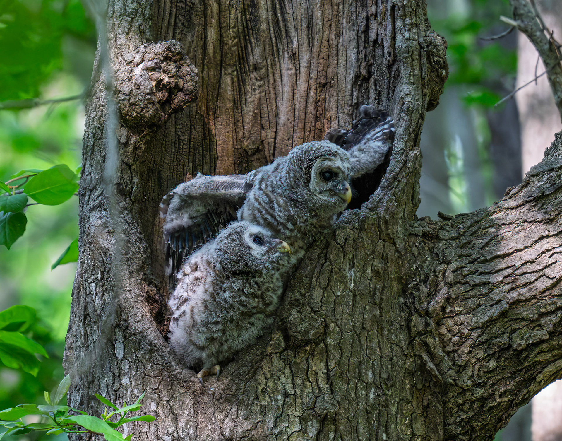 Baby Barred Owl
