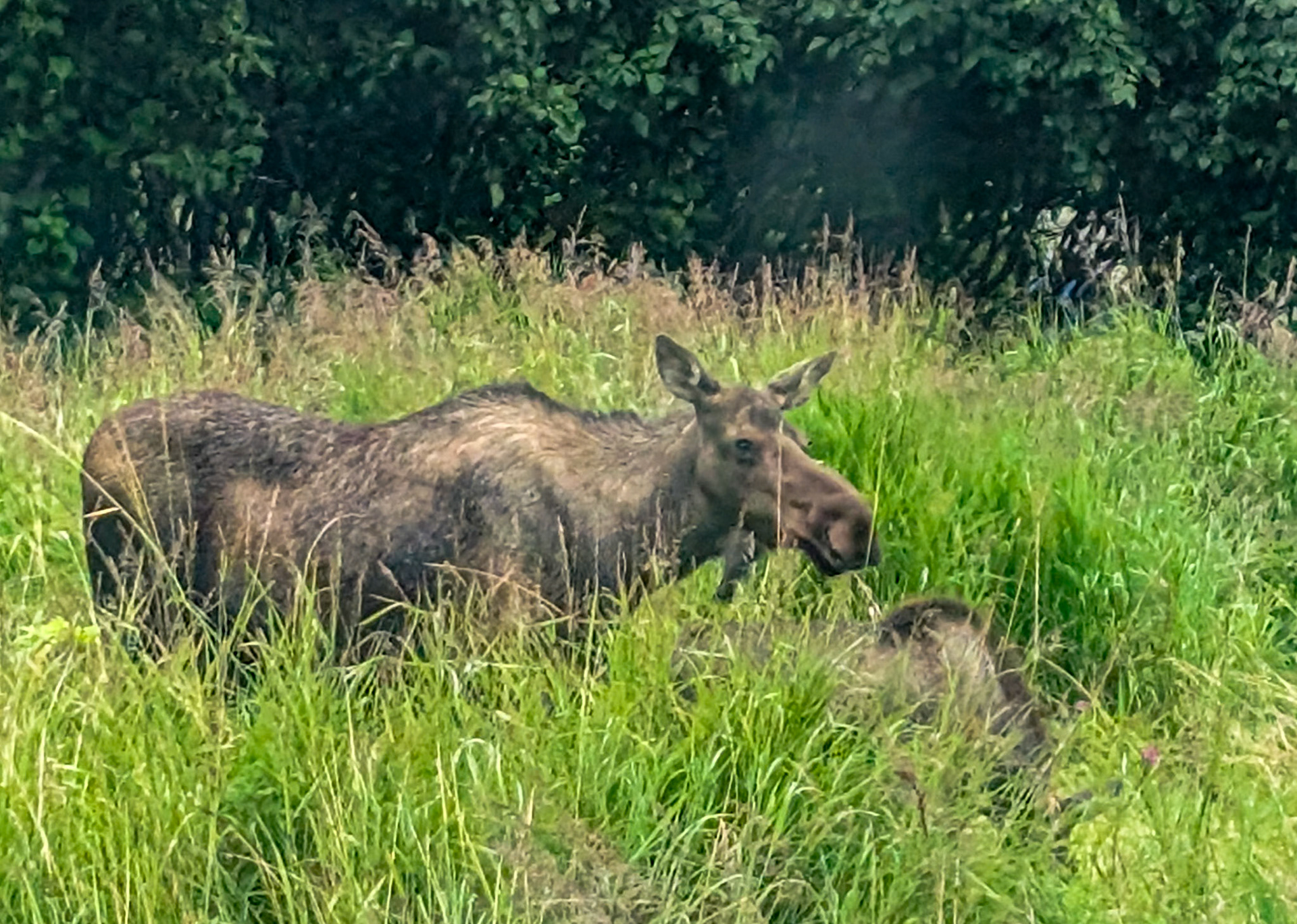 Moose