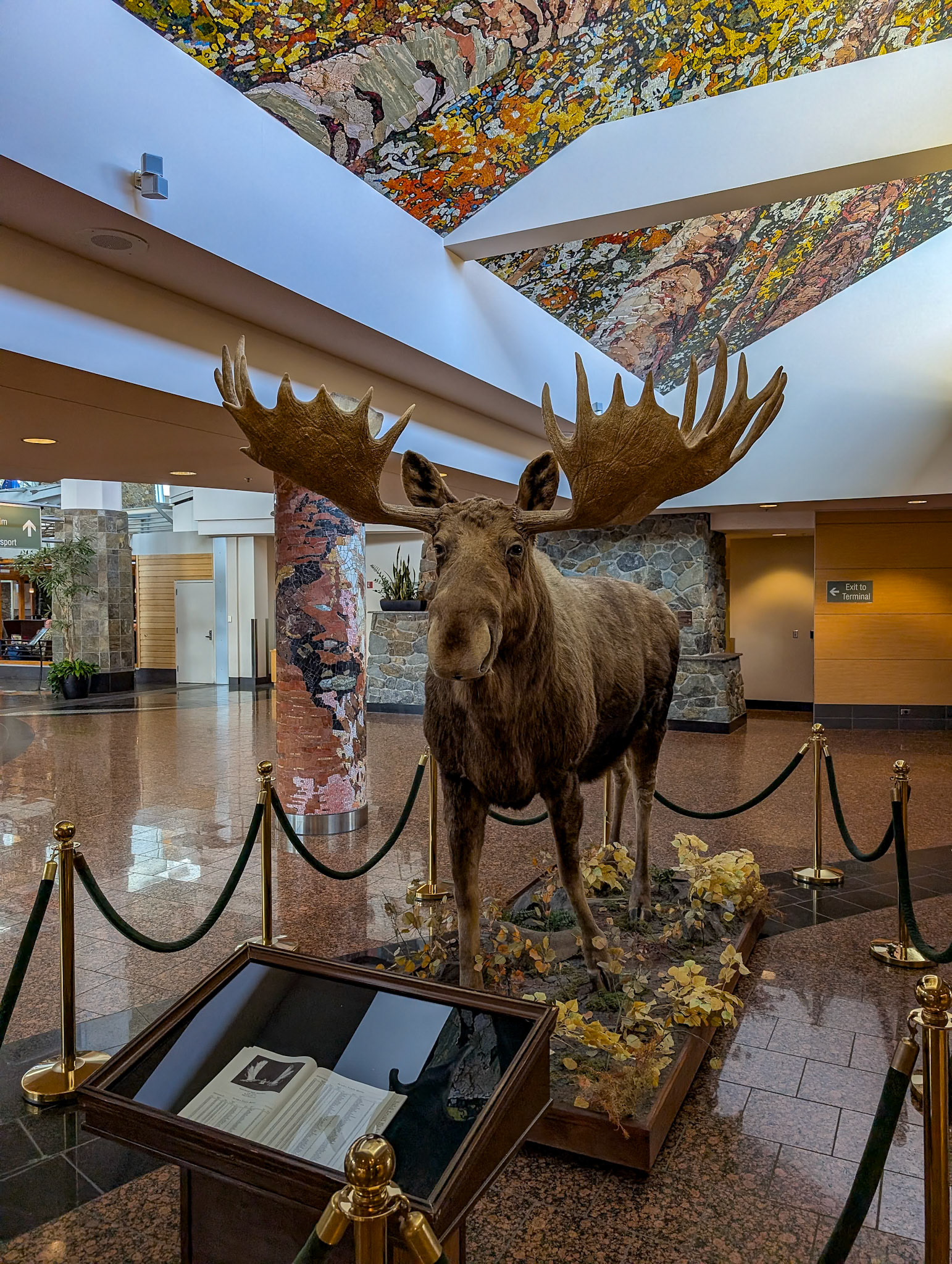 Moose in Anchorage Airport