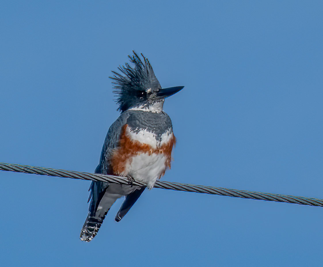 Kingfisher