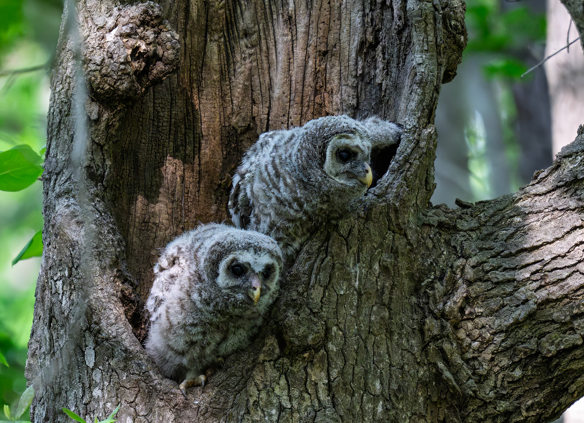 Baby Barred Owl