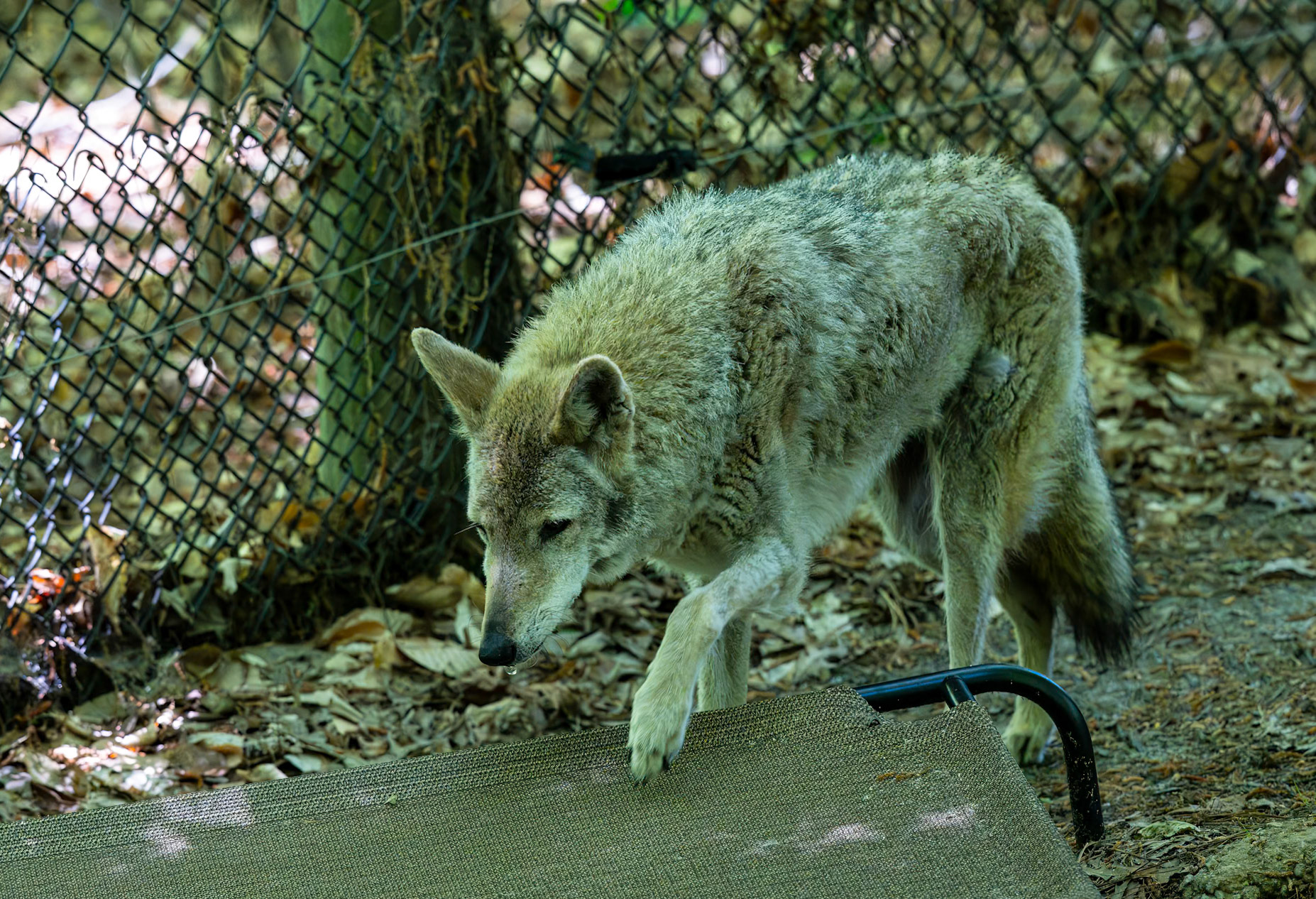 Coyote