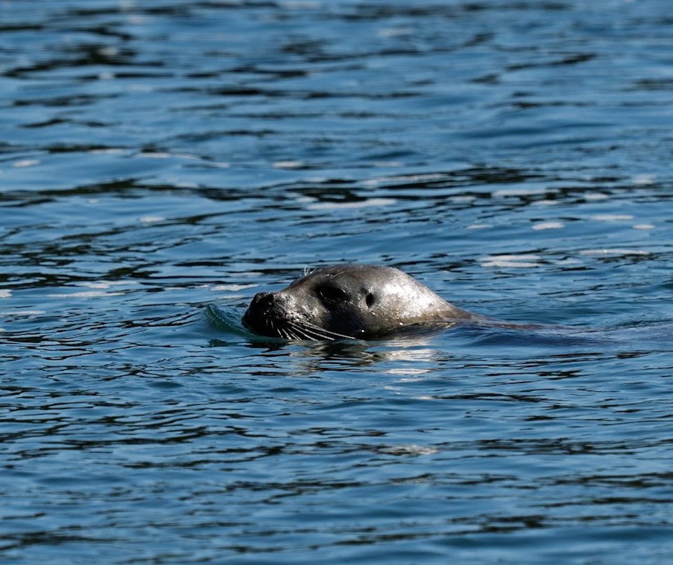 Harbor Seal