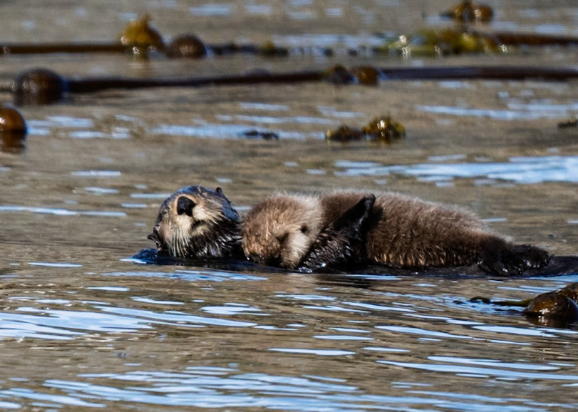 Mother Sea Otter with Young