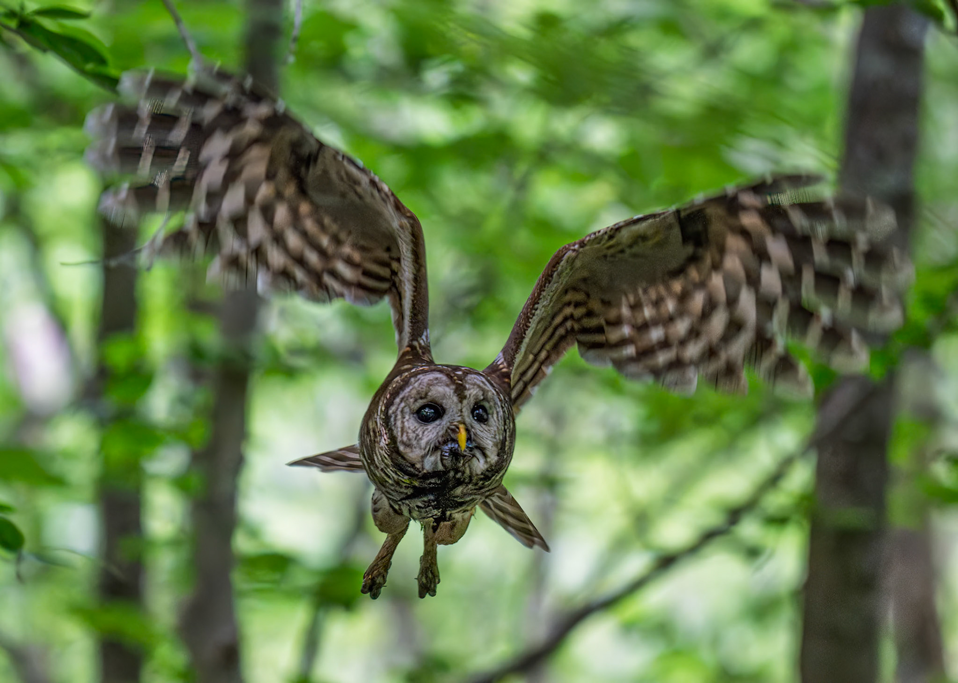 Barred Owl with Food