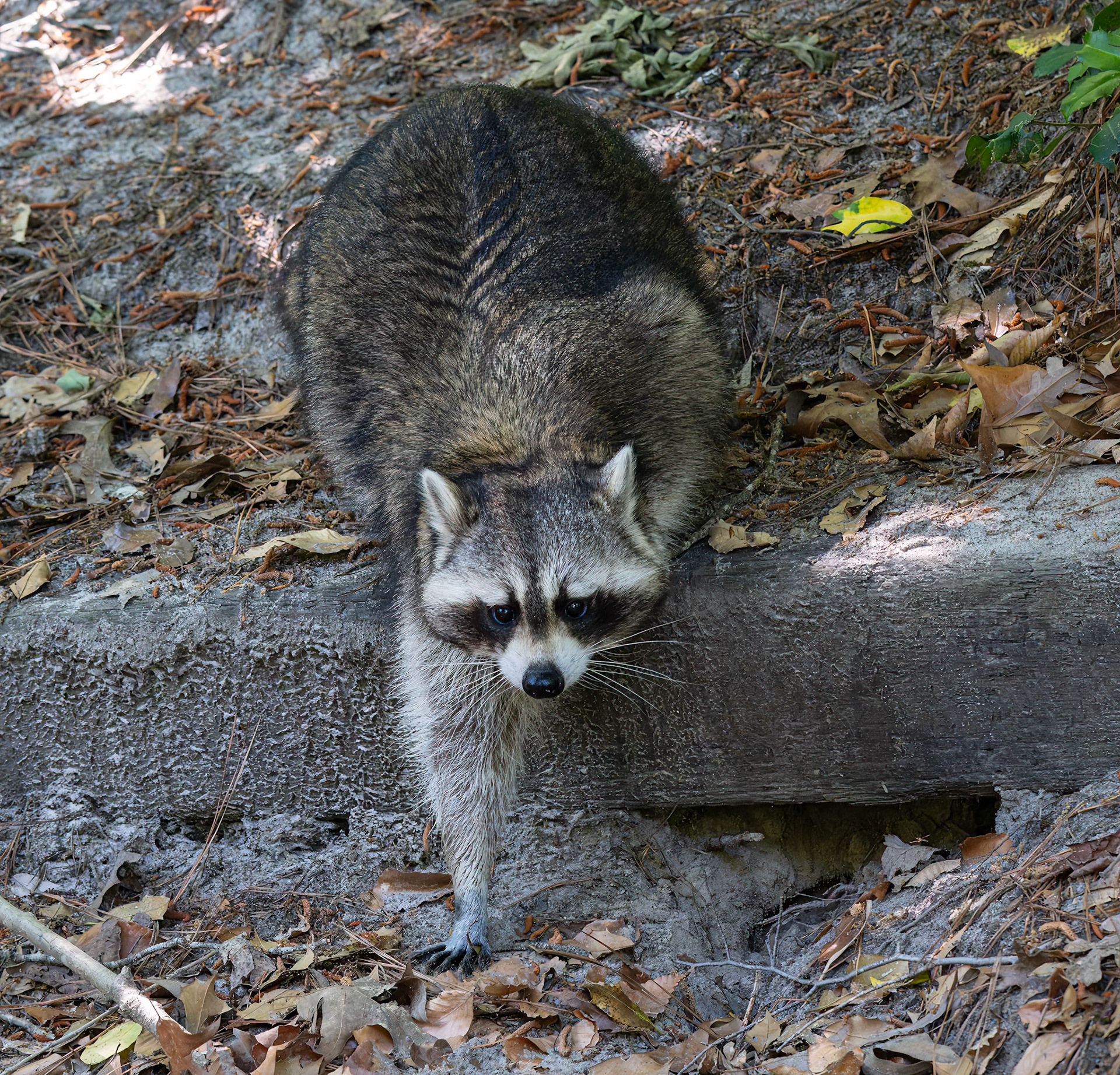 Raccoon