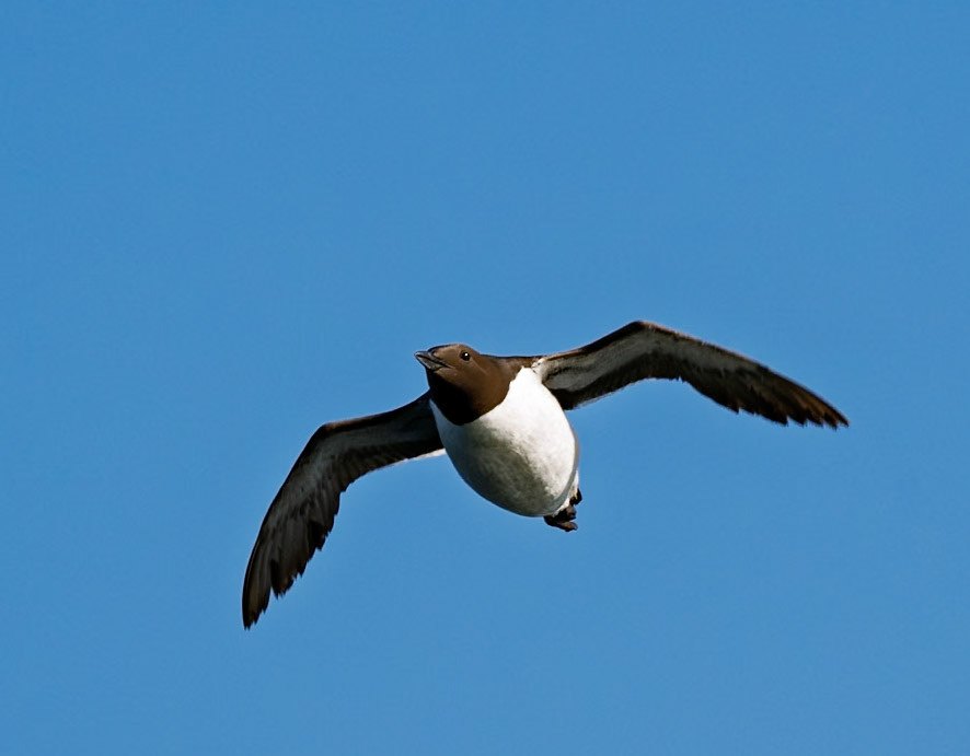 Common murre