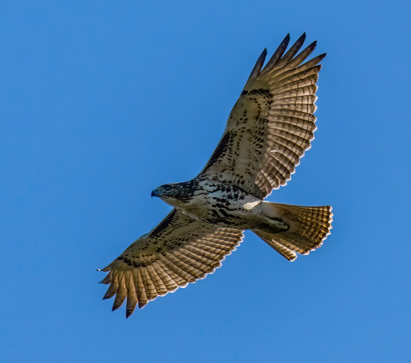 Red-tailed hawk