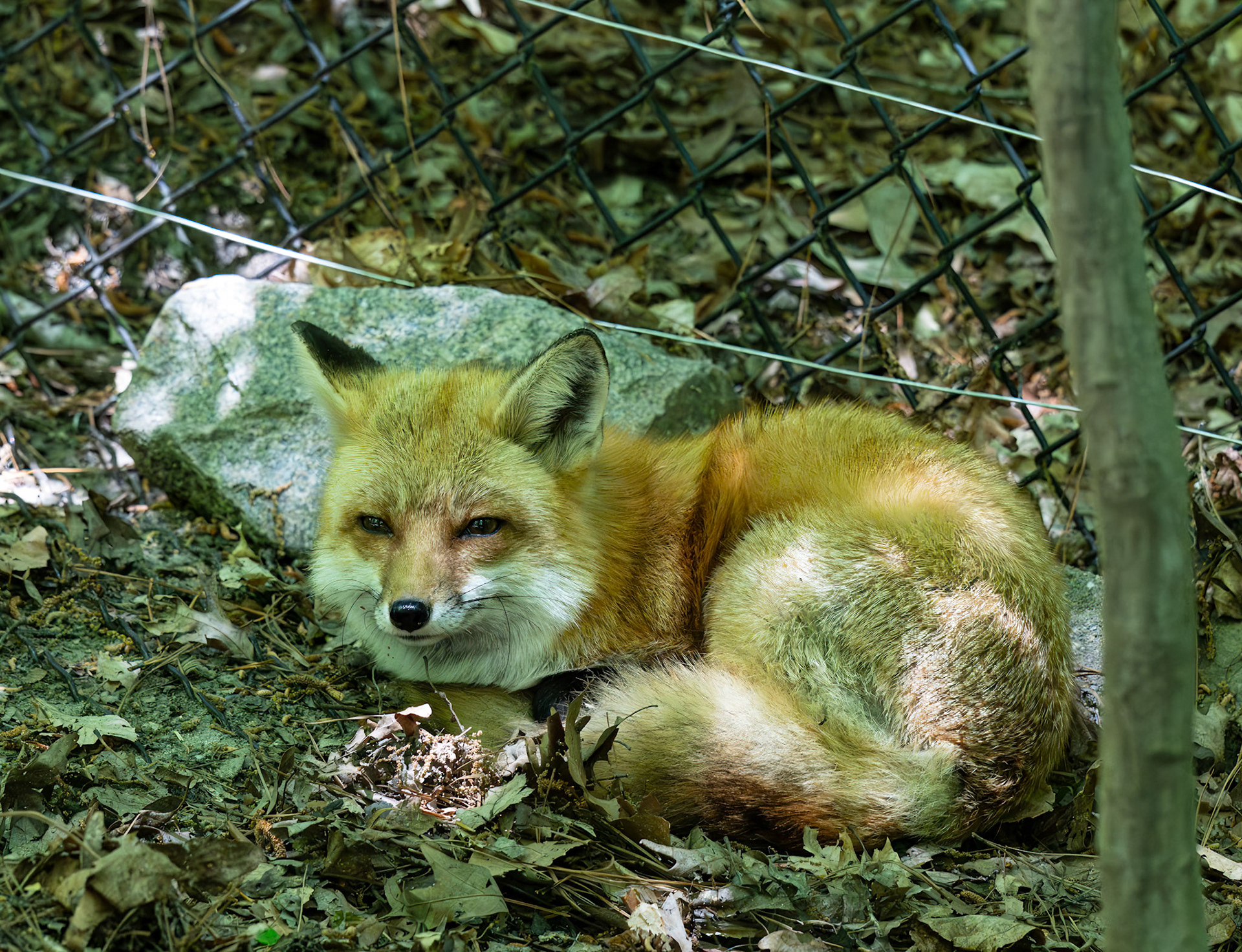Red Fox