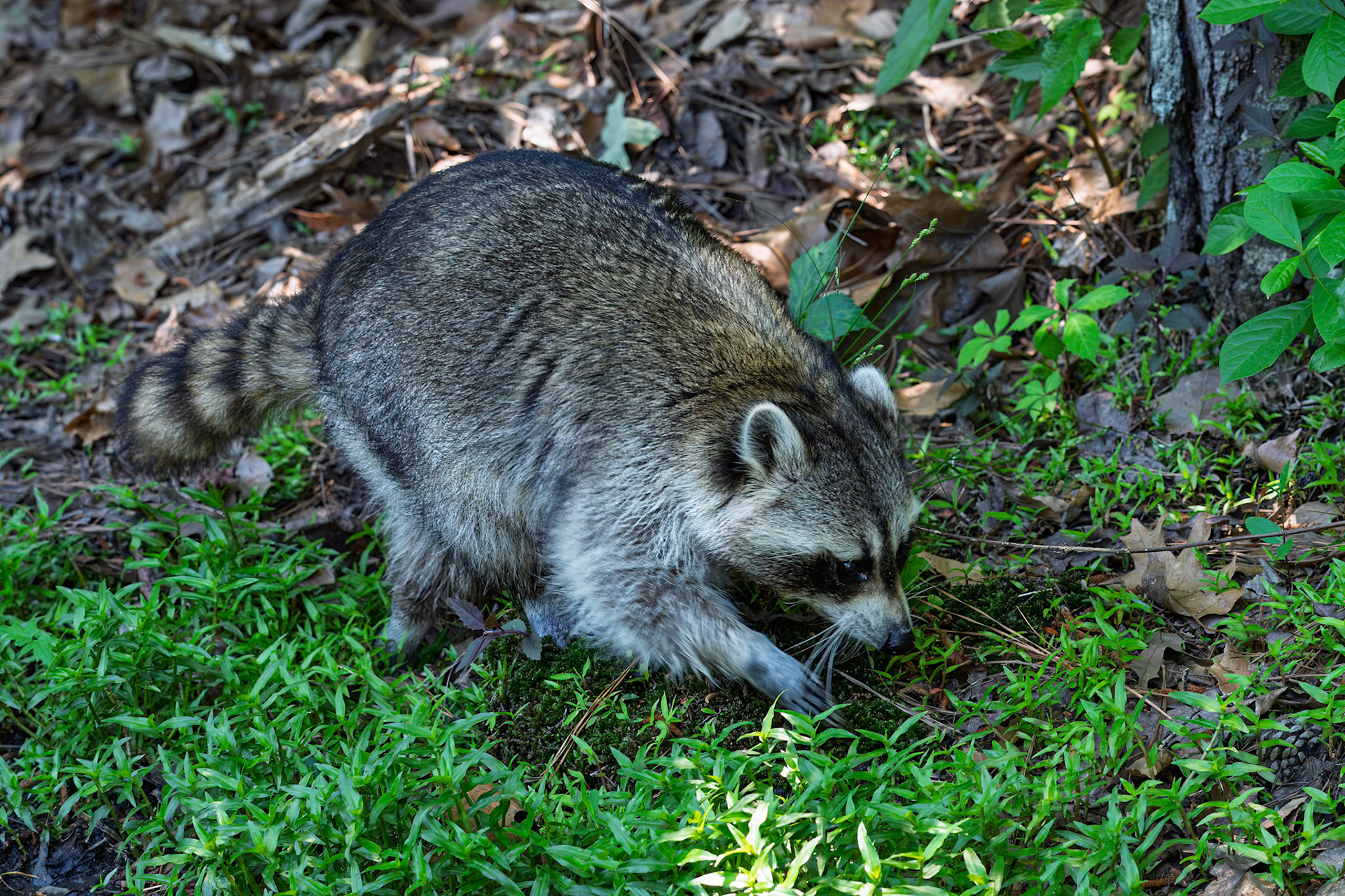 Raccoon