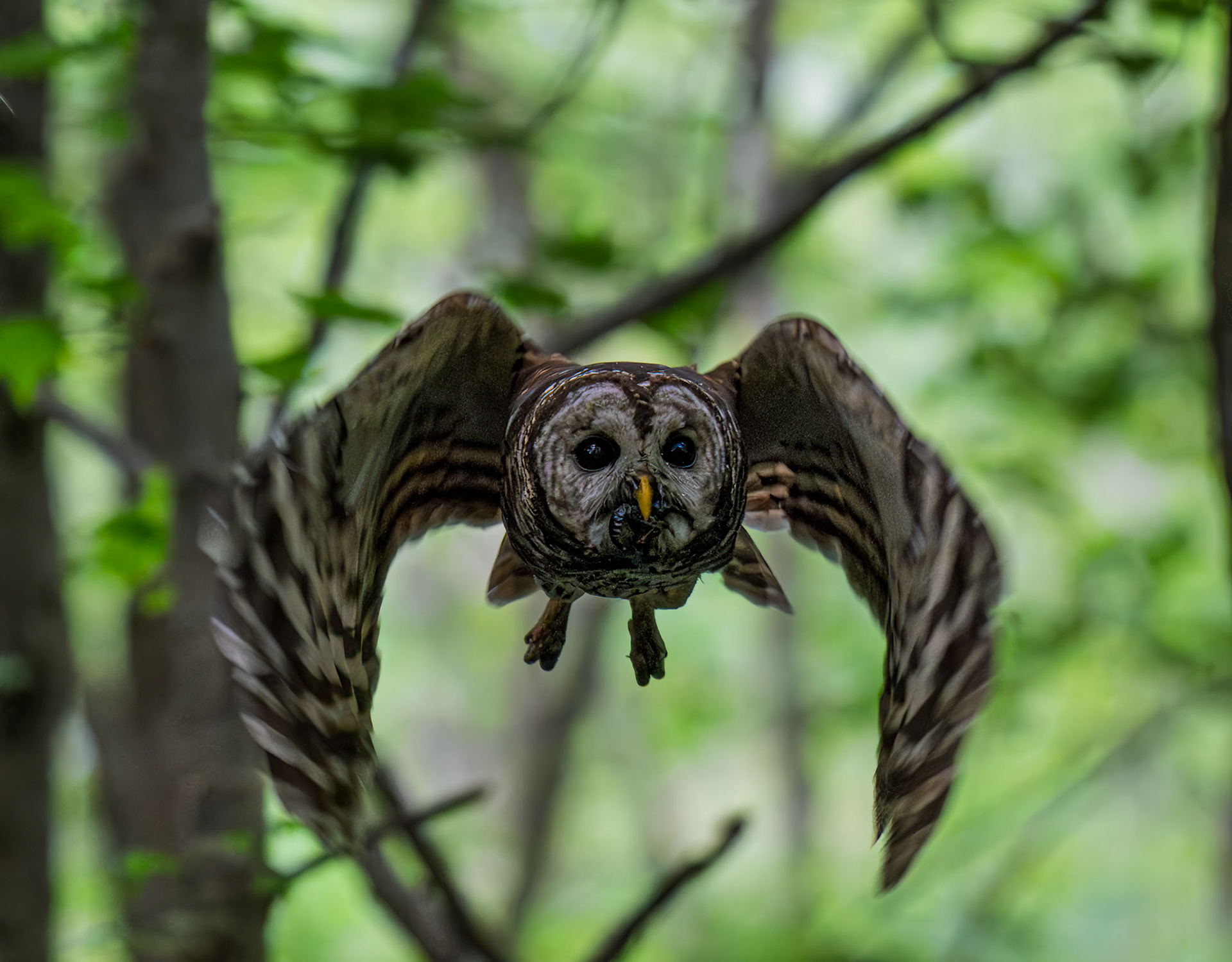 Barred Owl with Food