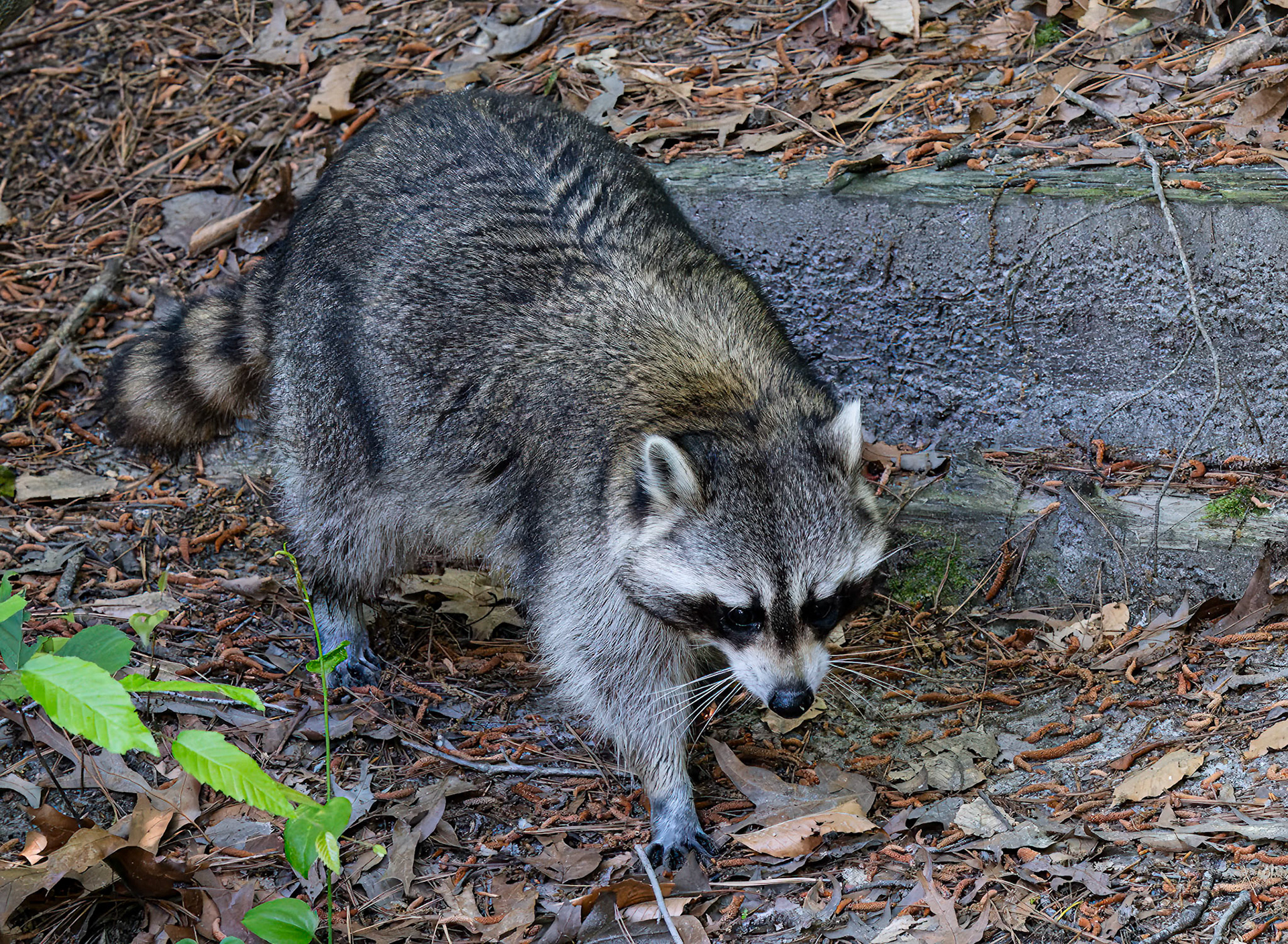 Raccoon