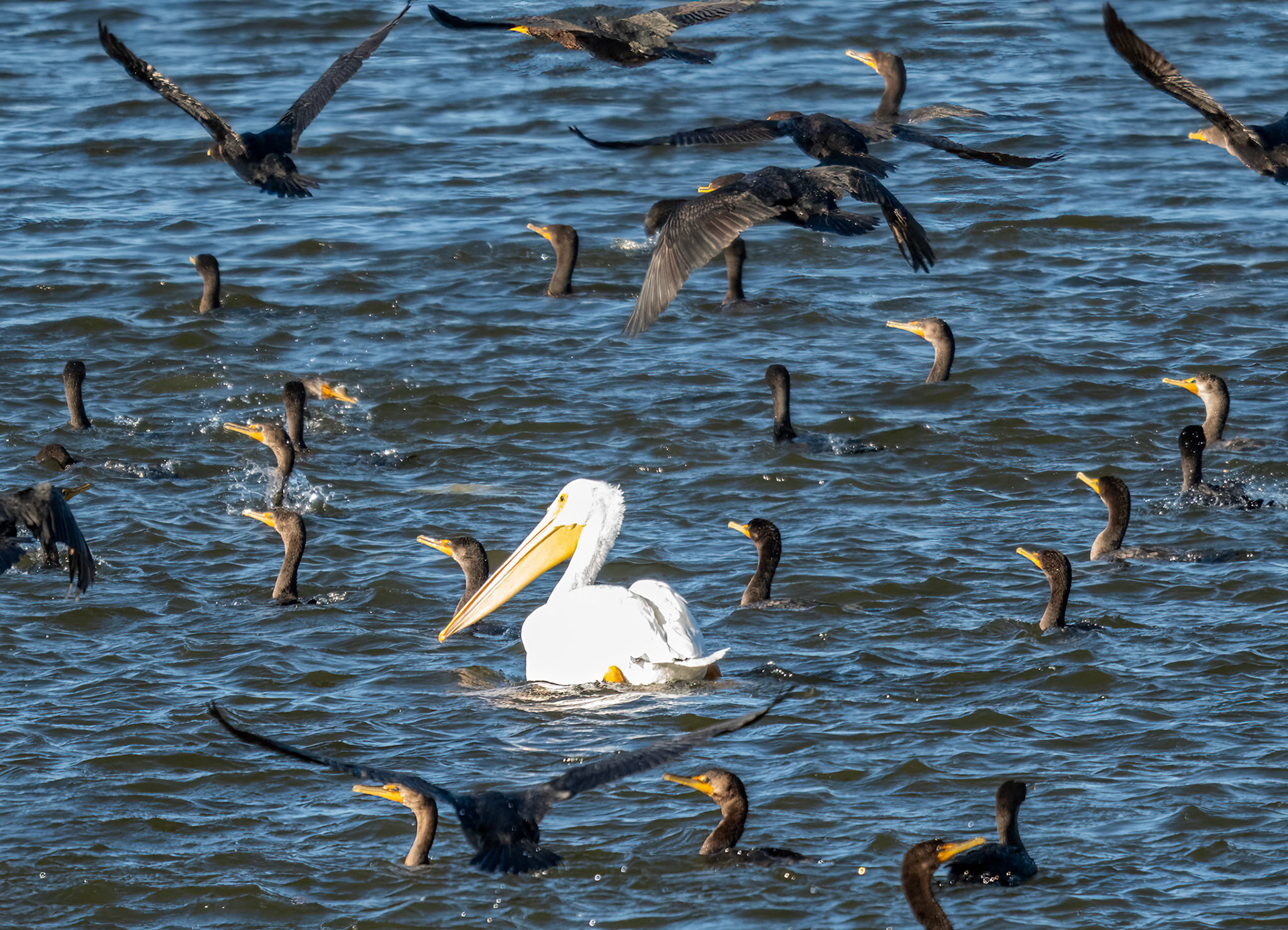 Pelican and Cormorants