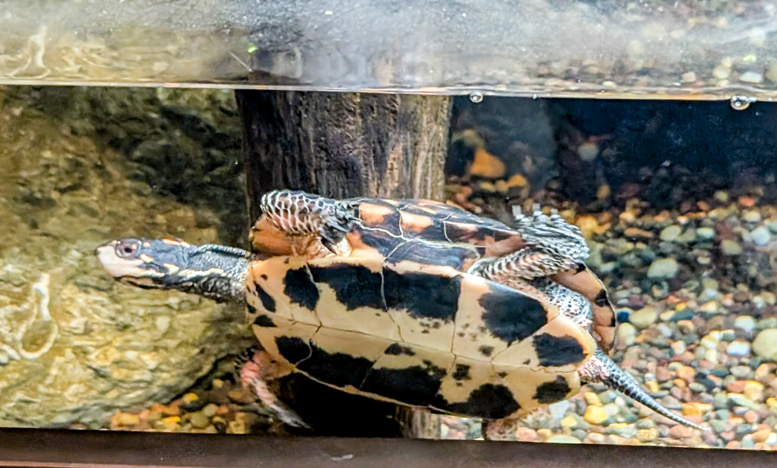 Spotted Turtle