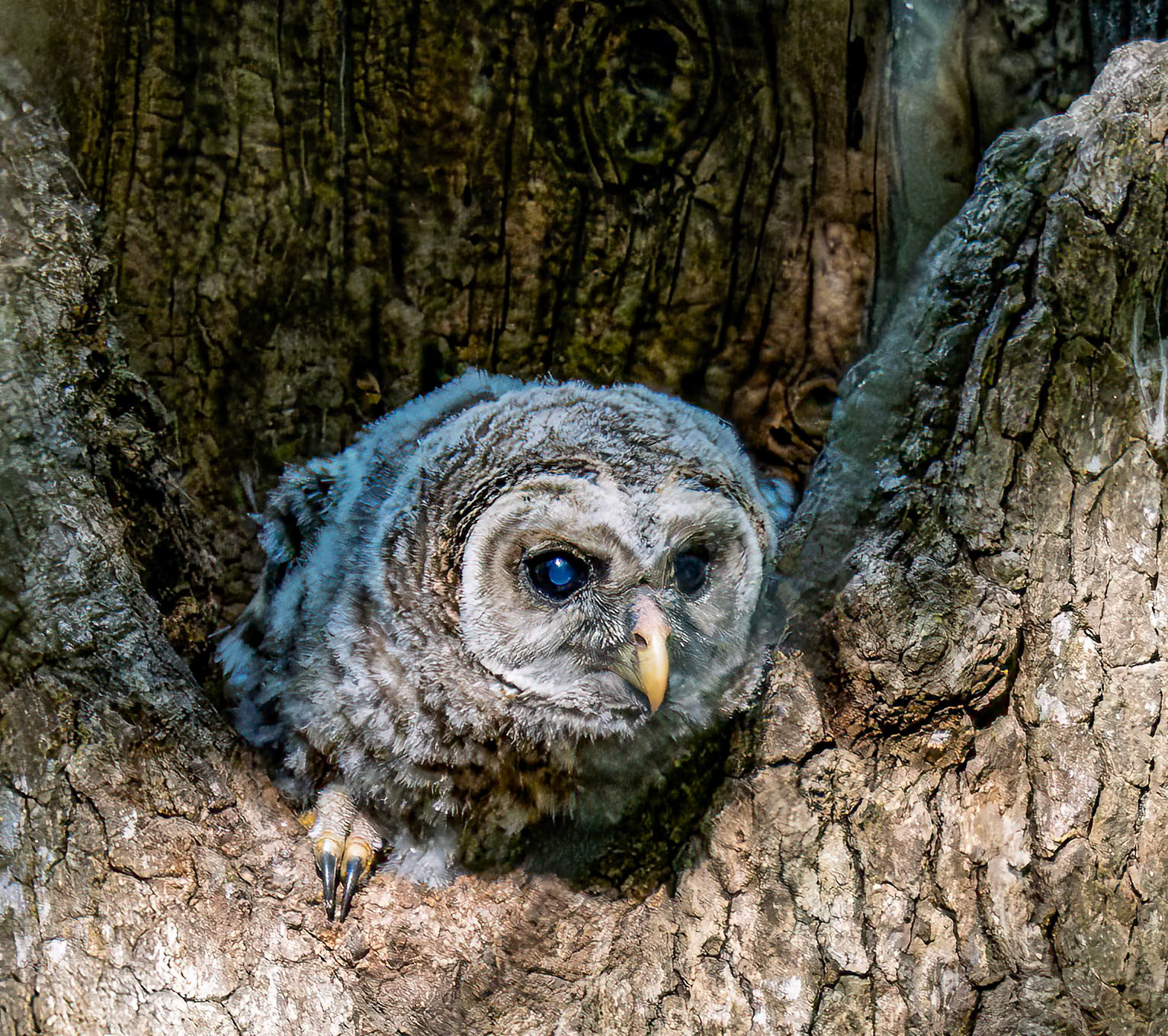 Baby Barred Owl