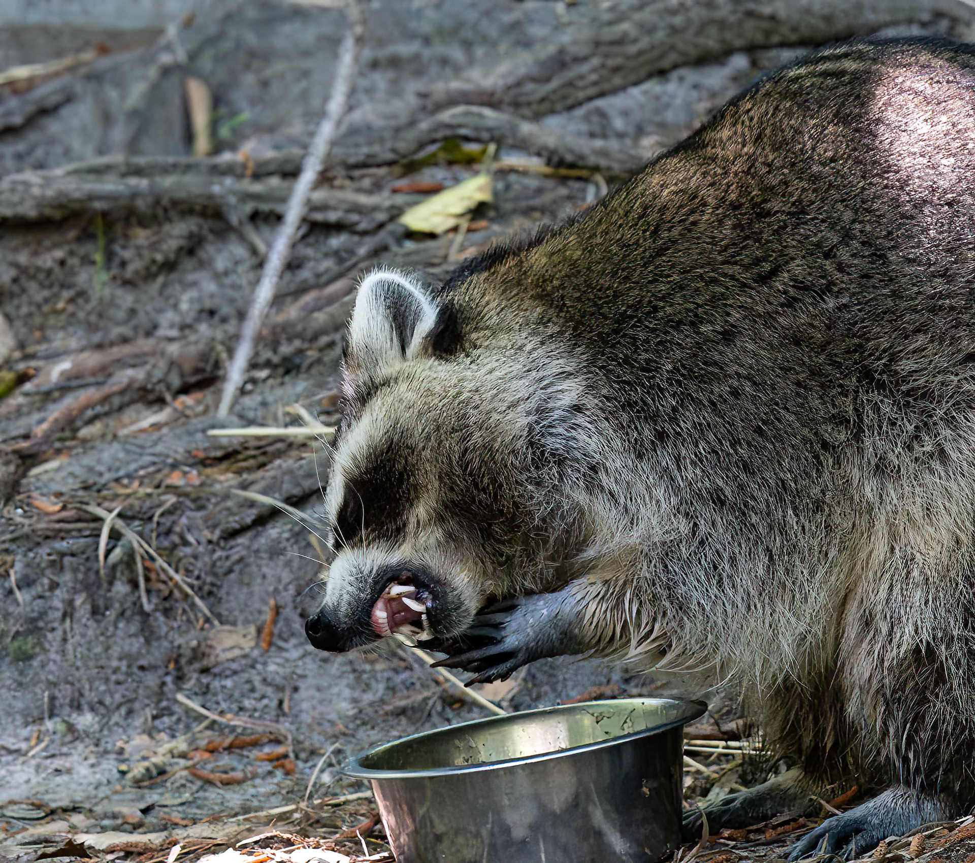 Raccoon
