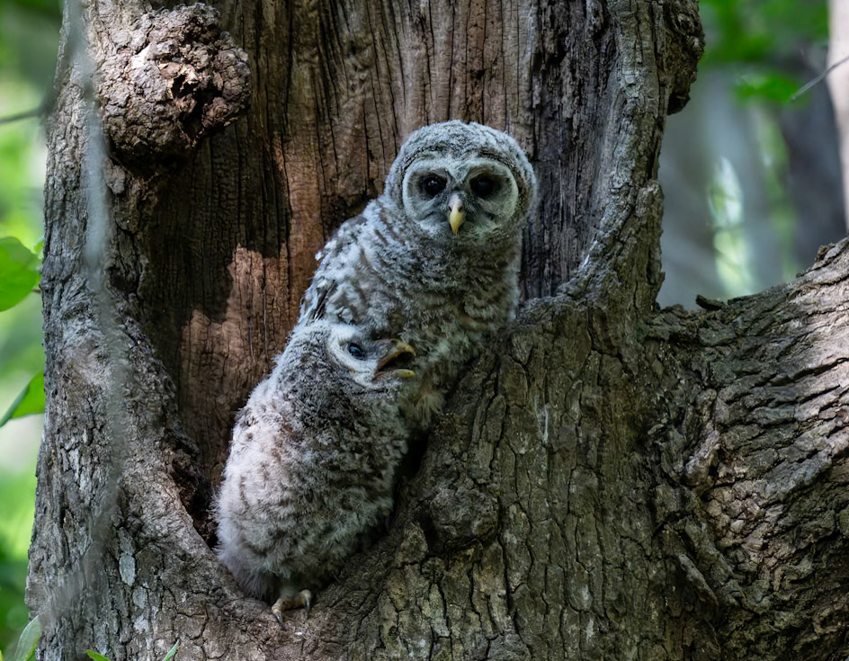 Baby Barred Owl