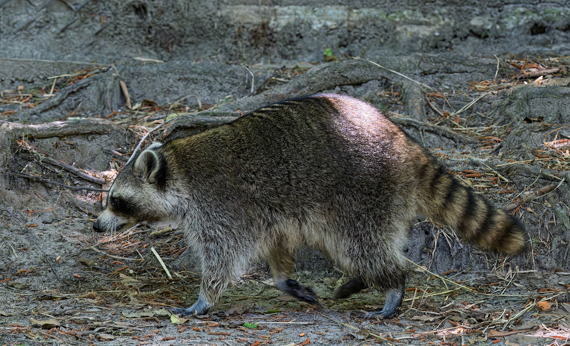 Raccoon