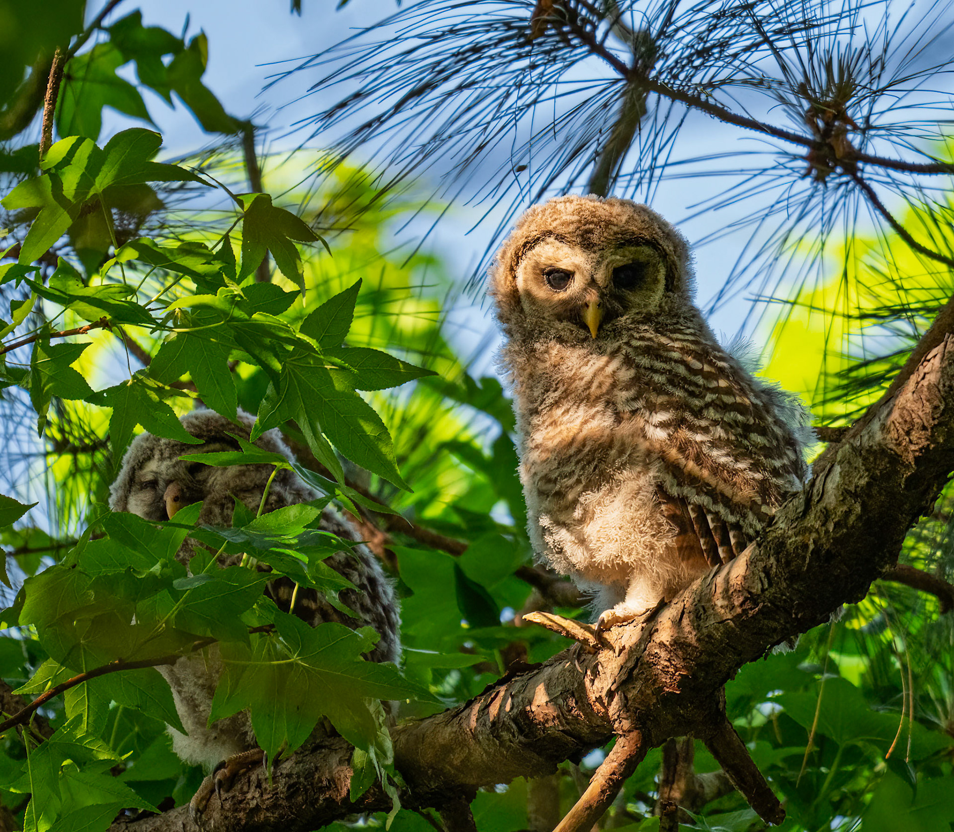 Baby Barred Owl