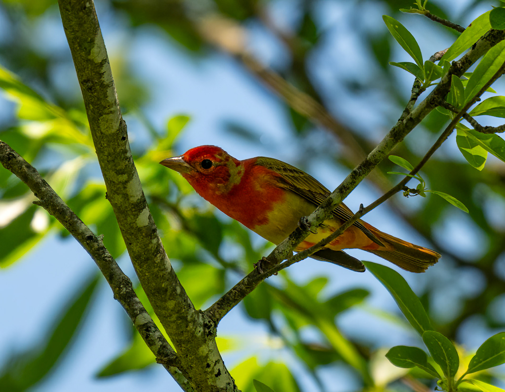 Summer Tanager