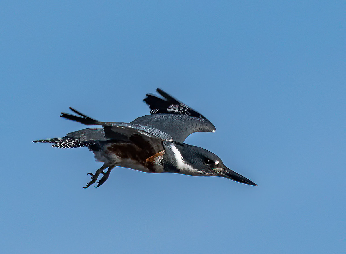 Kingfisher