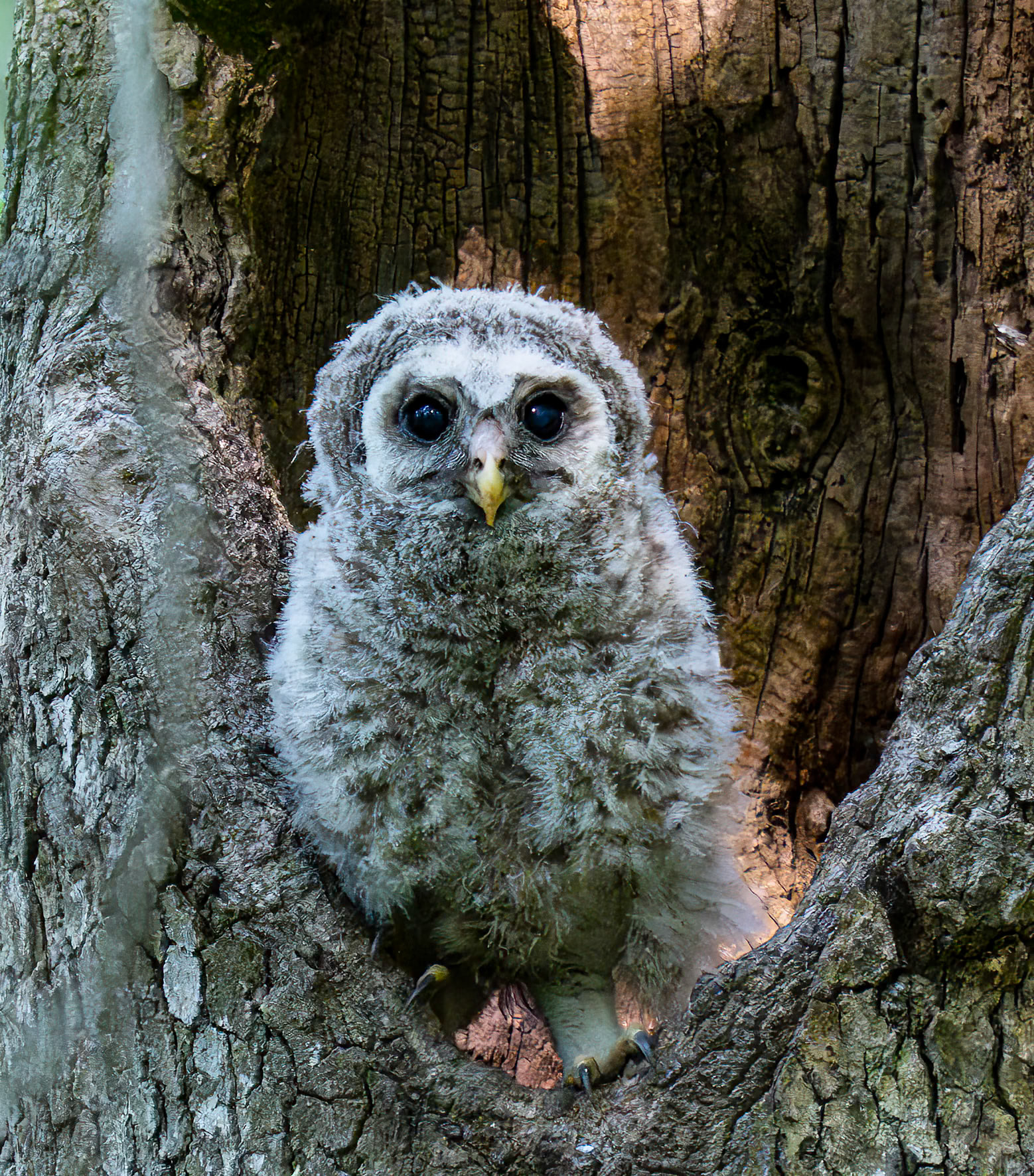 Baby Barred Owl