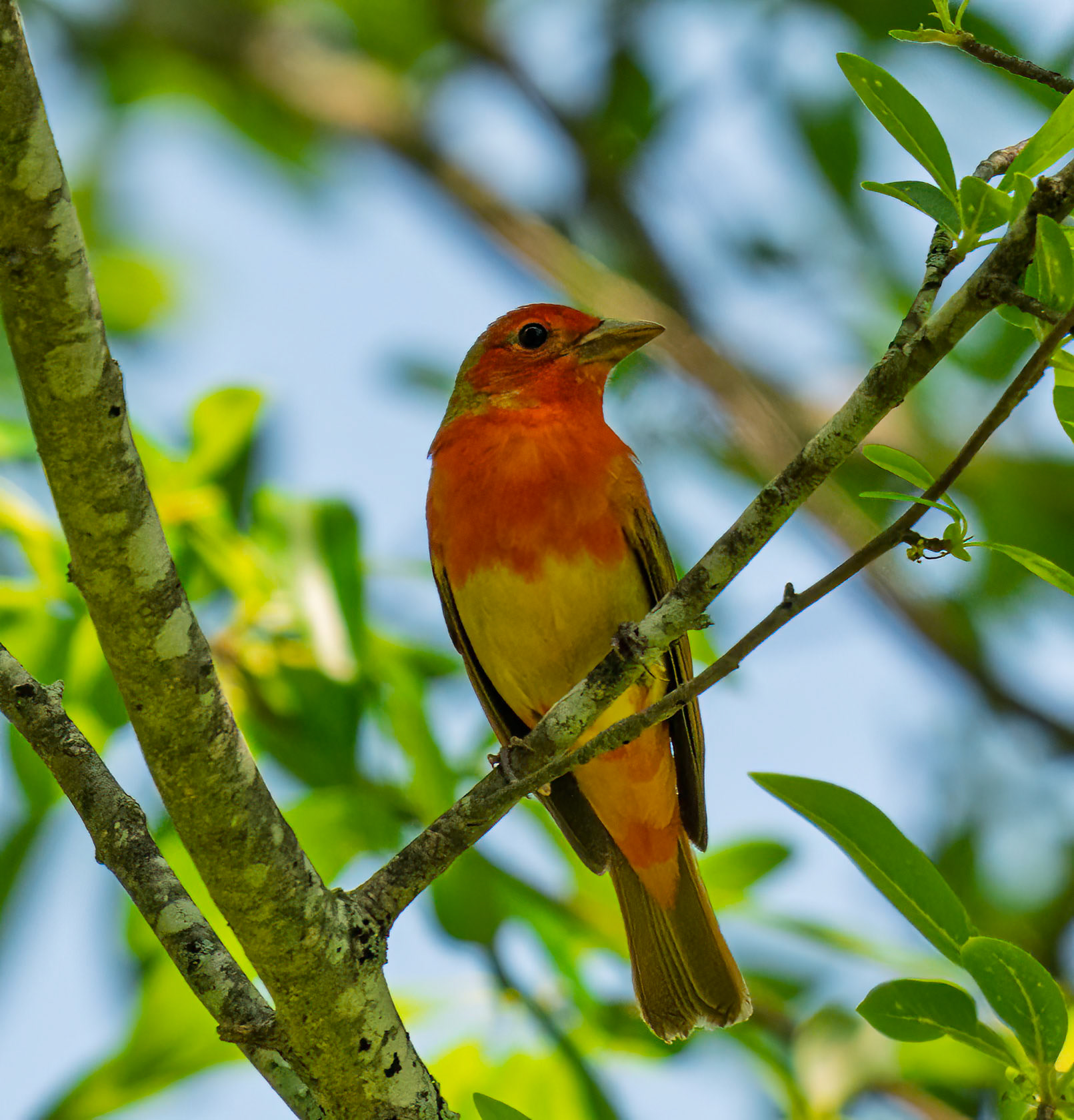 Summer Tanager
