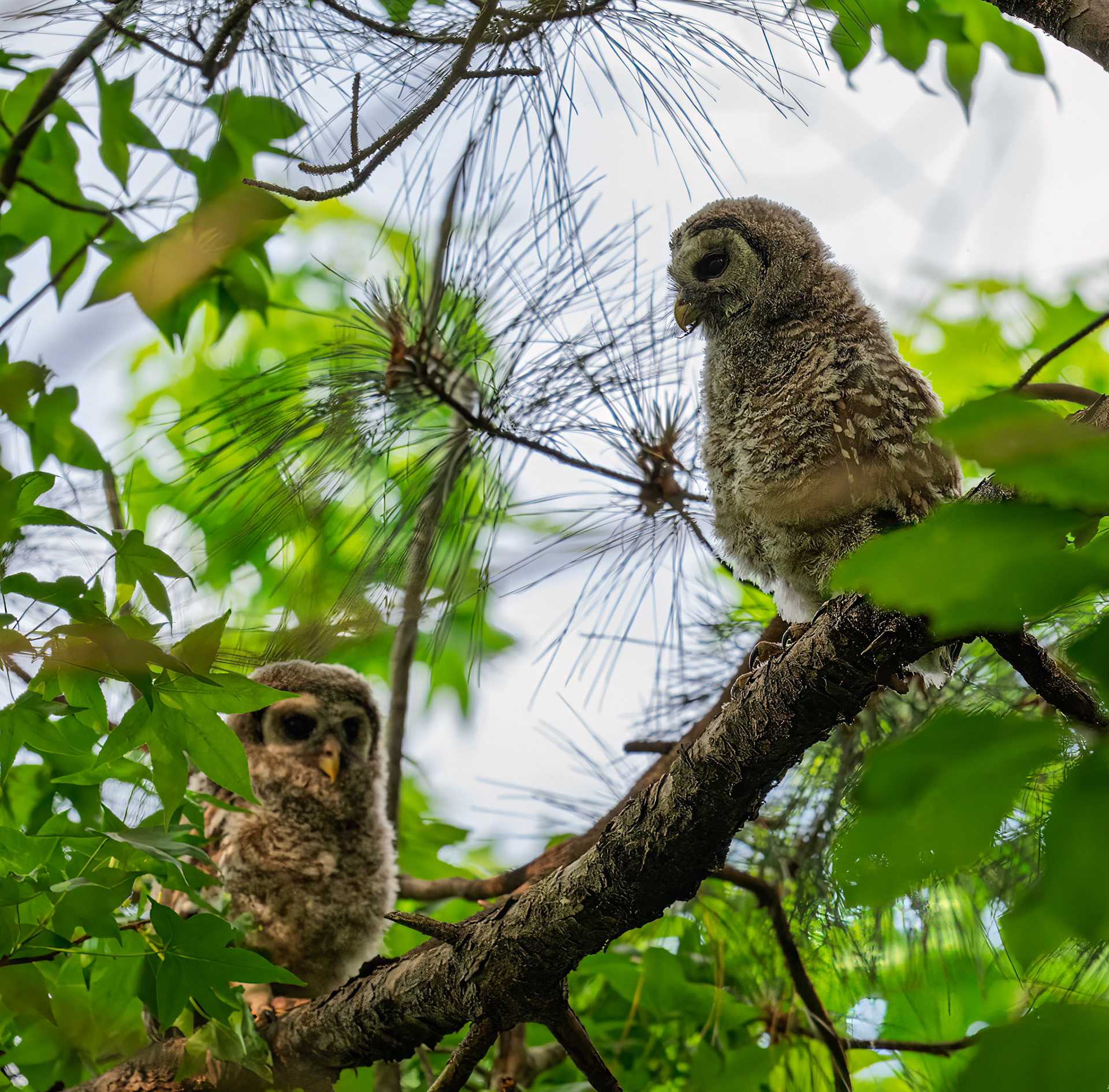 Baby Barred Owls