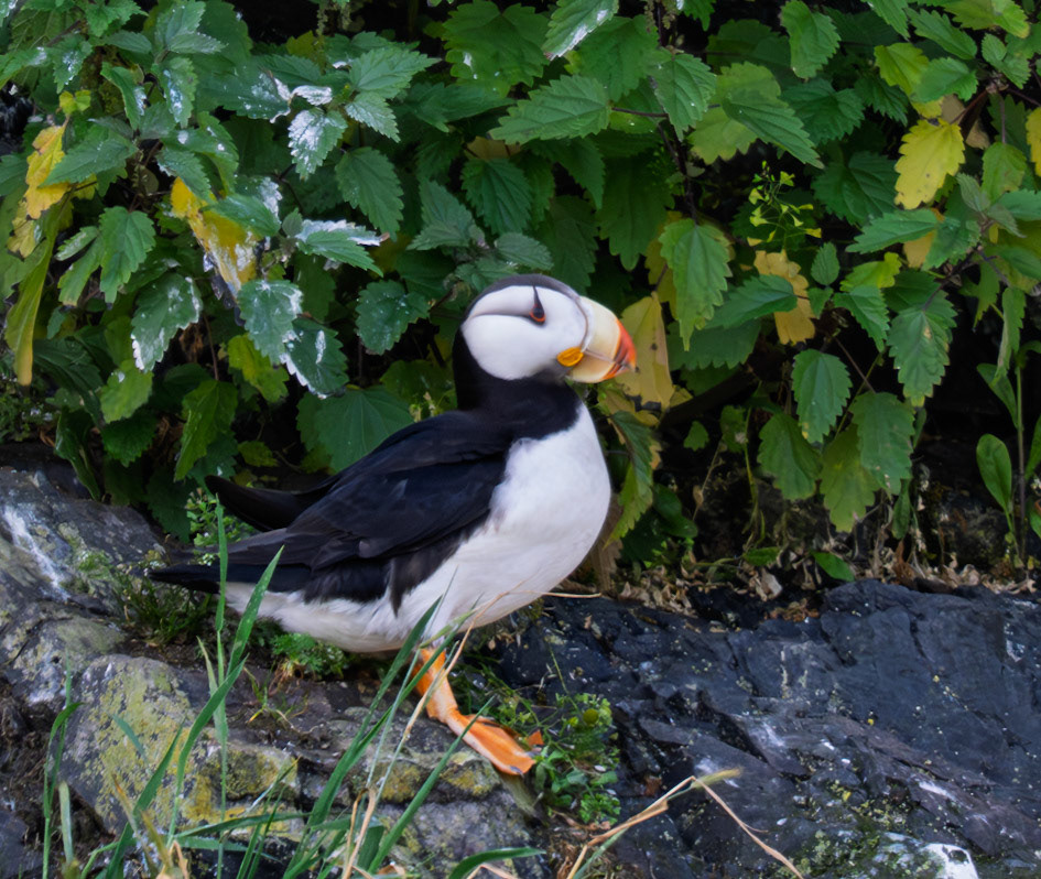 Horned Puffin