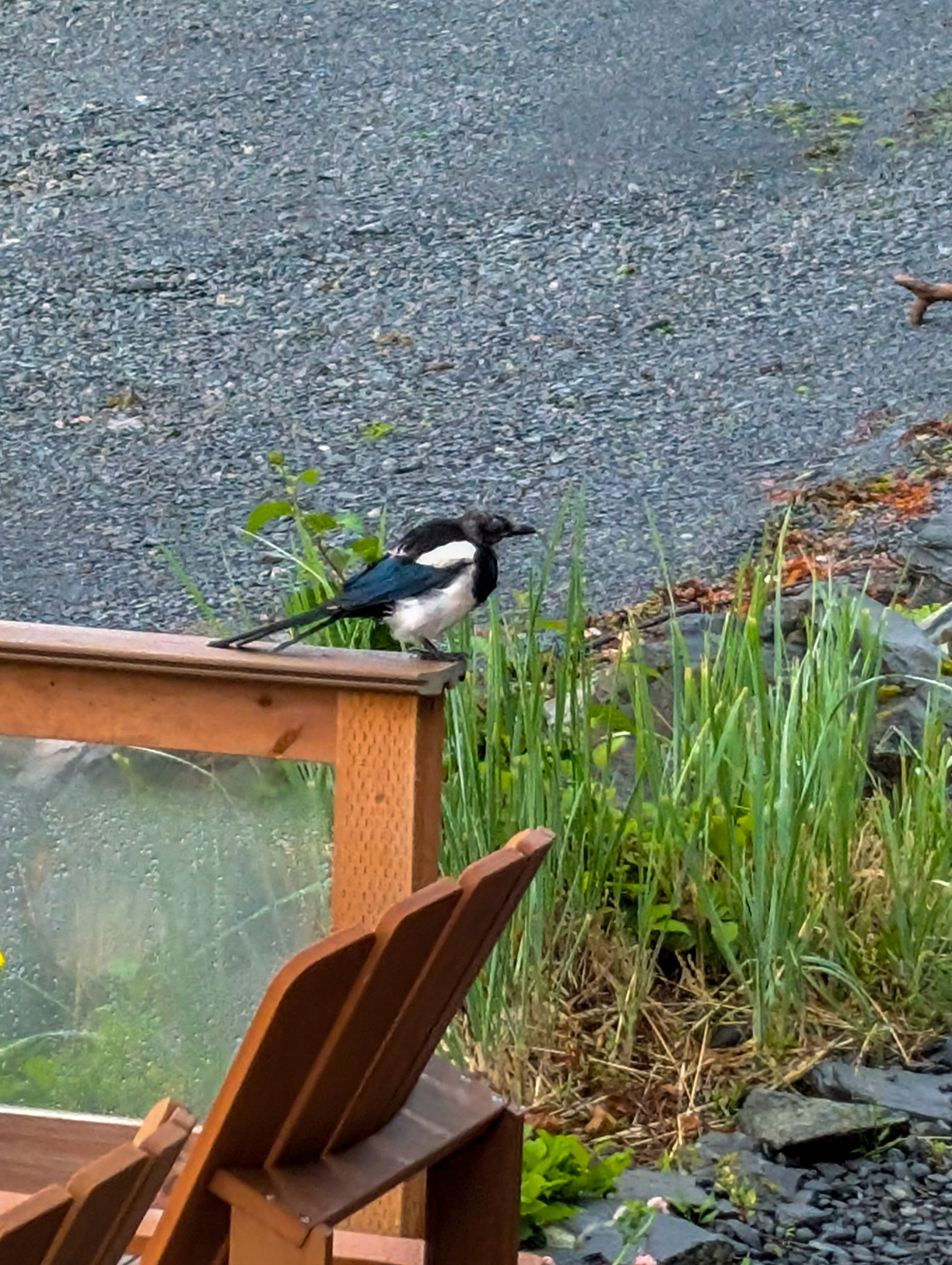 Magpie
