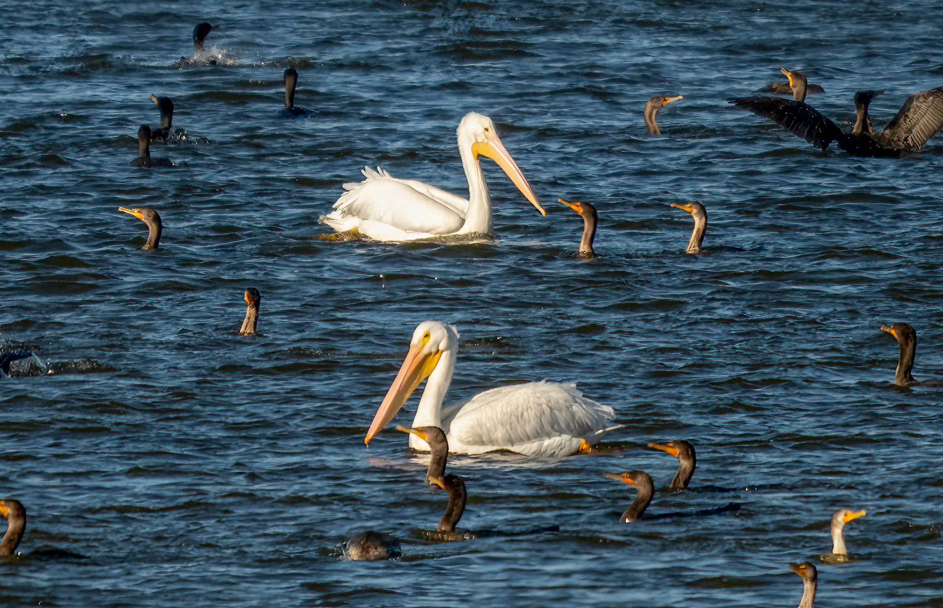 Pelicans and Cormorants
