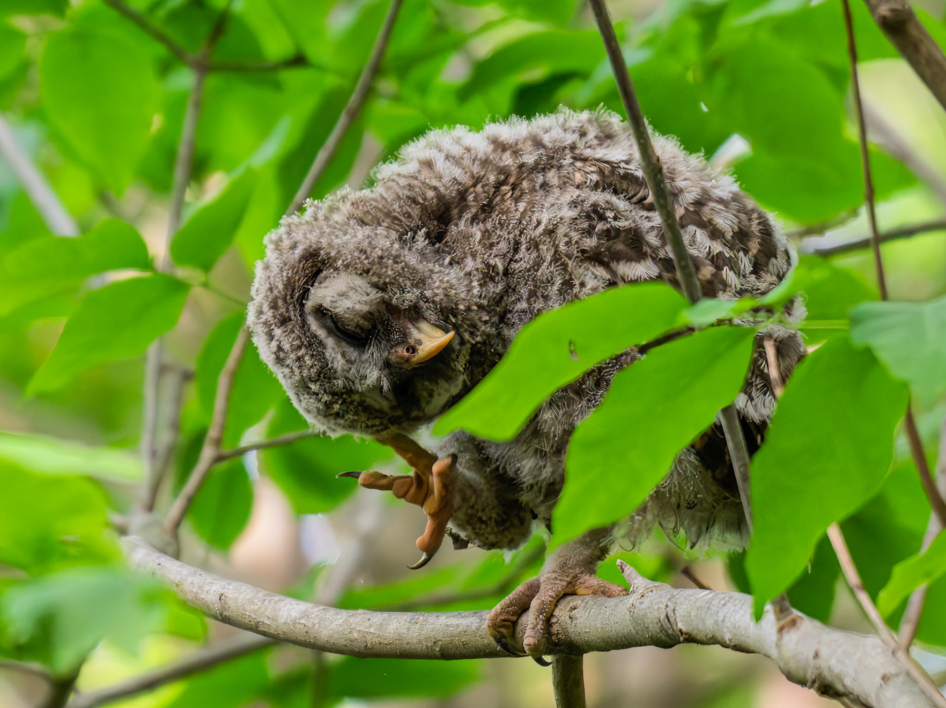 Baby Barred Owl