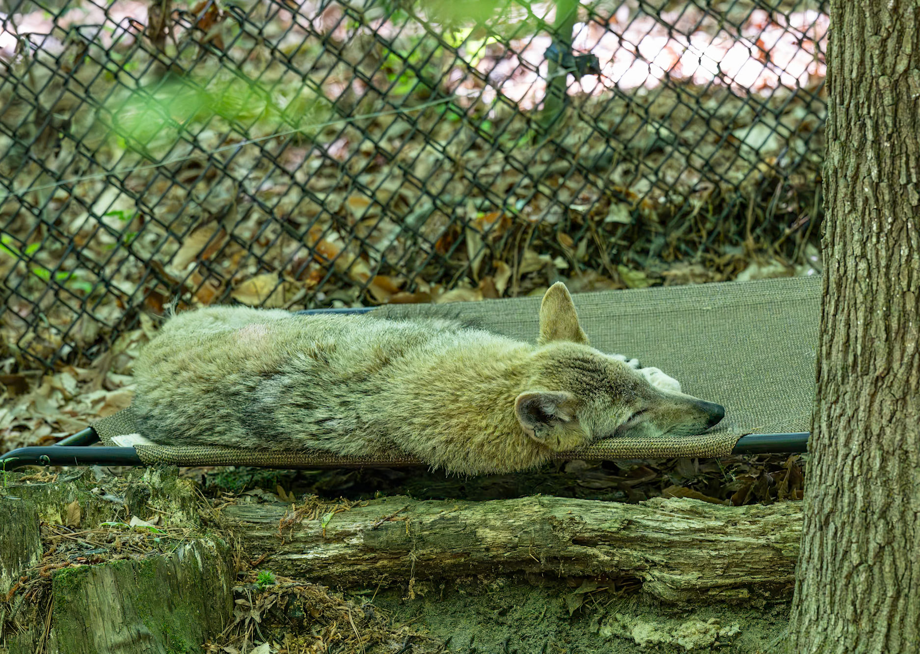 Coyote