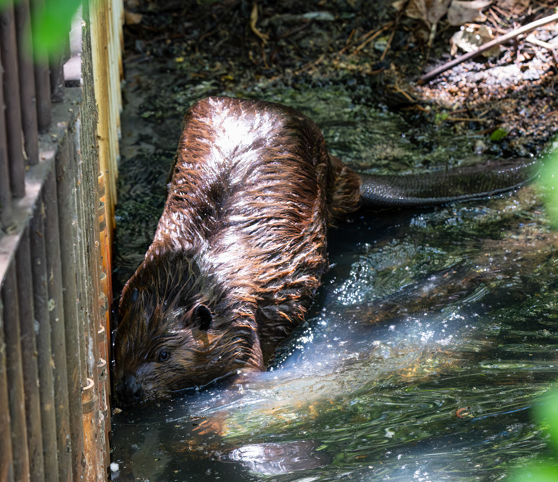 Beaver
