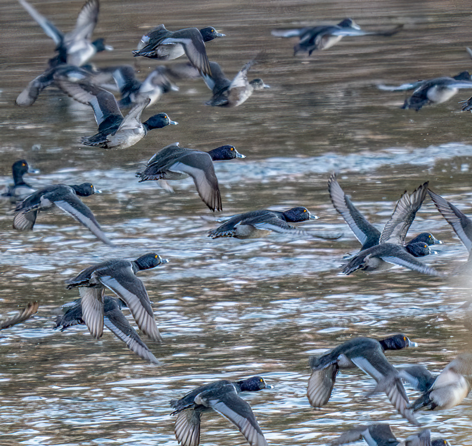 Ring-necked Ducks