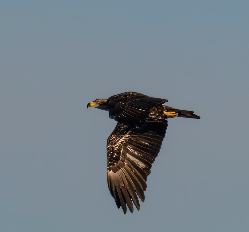 Young Eagle