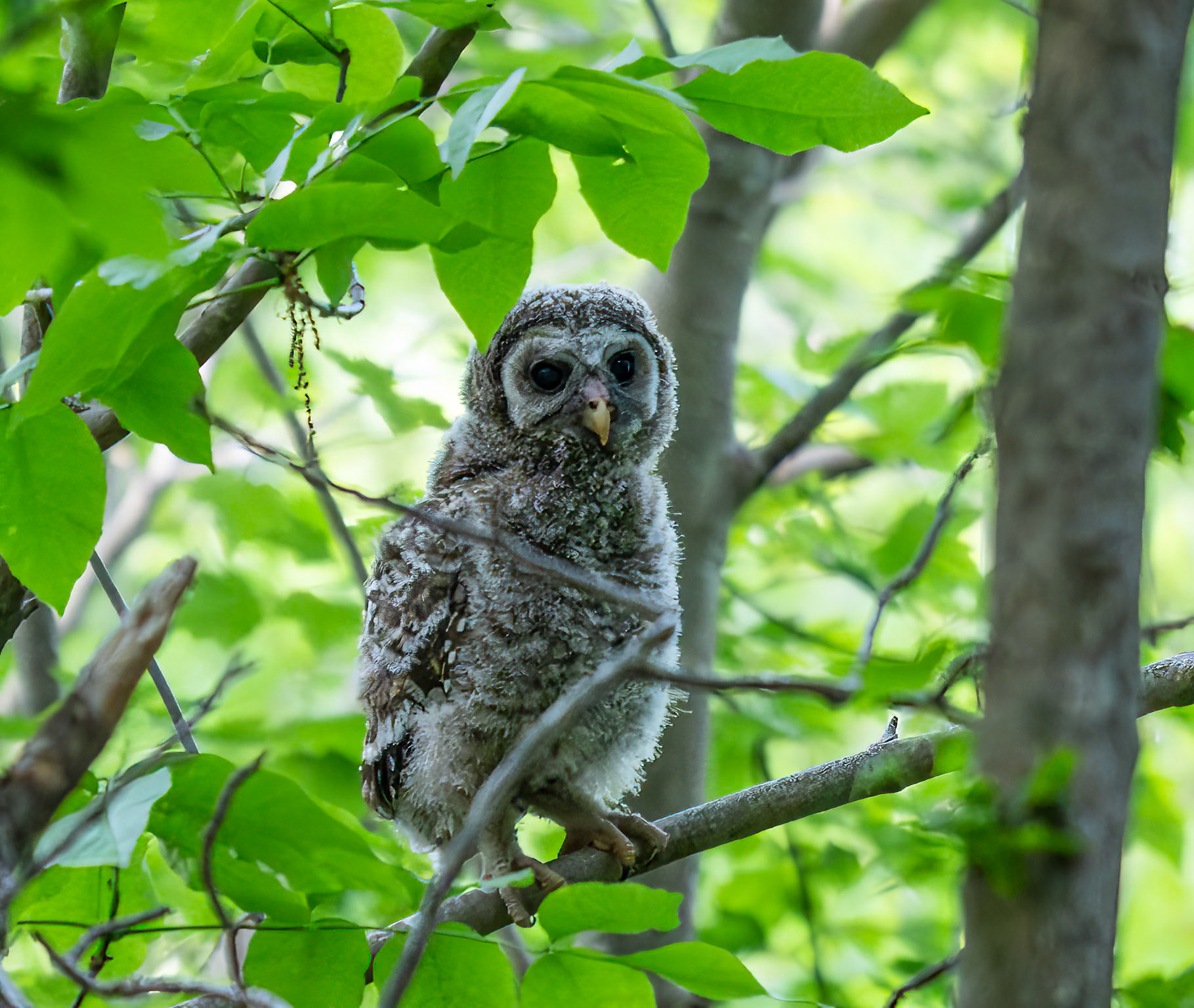 Baby Barred Owl
