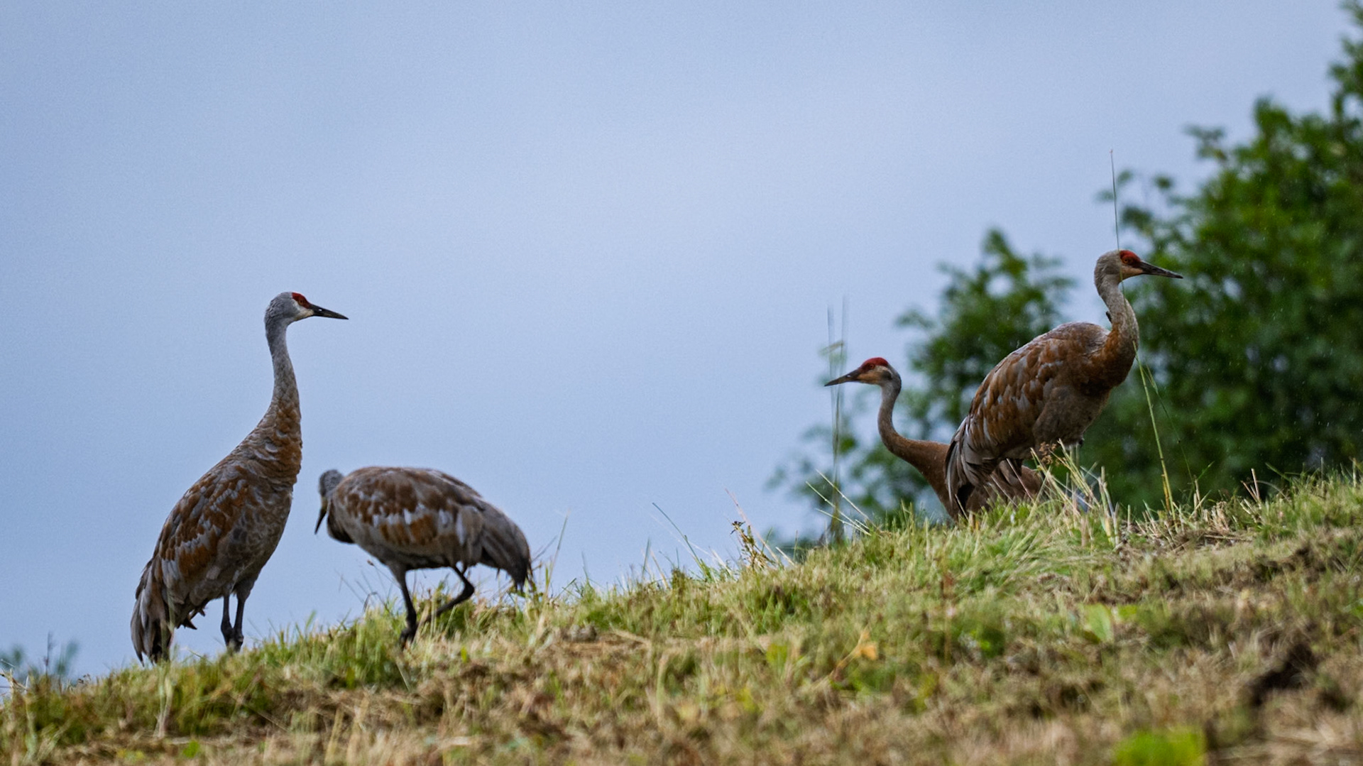Sandhill Cranes