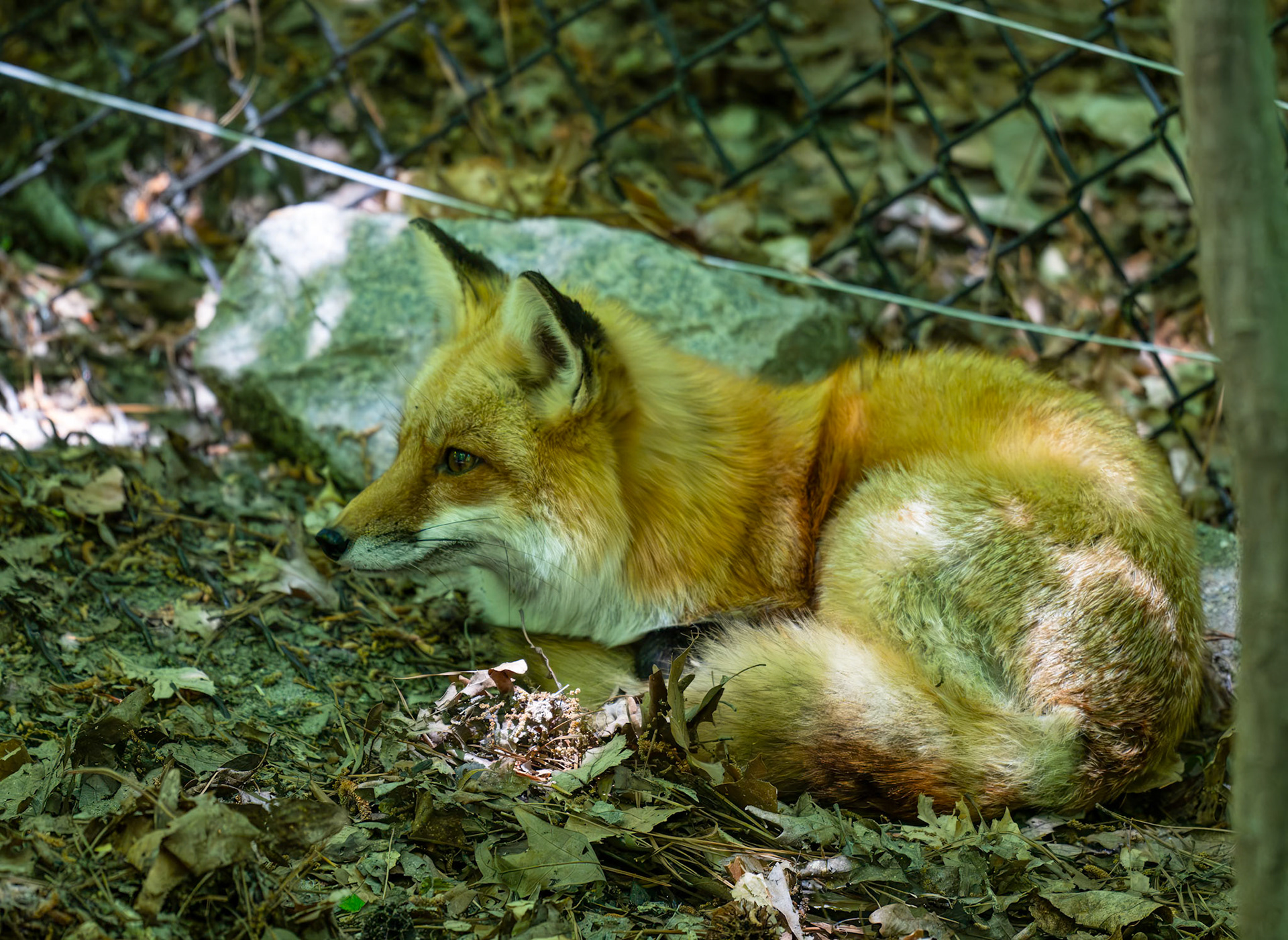 Red Fox