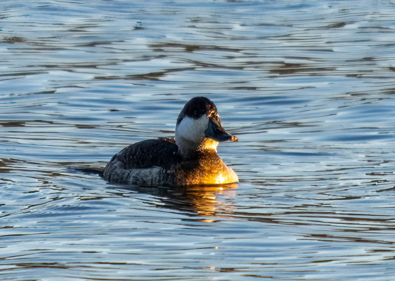 Ruddy duck