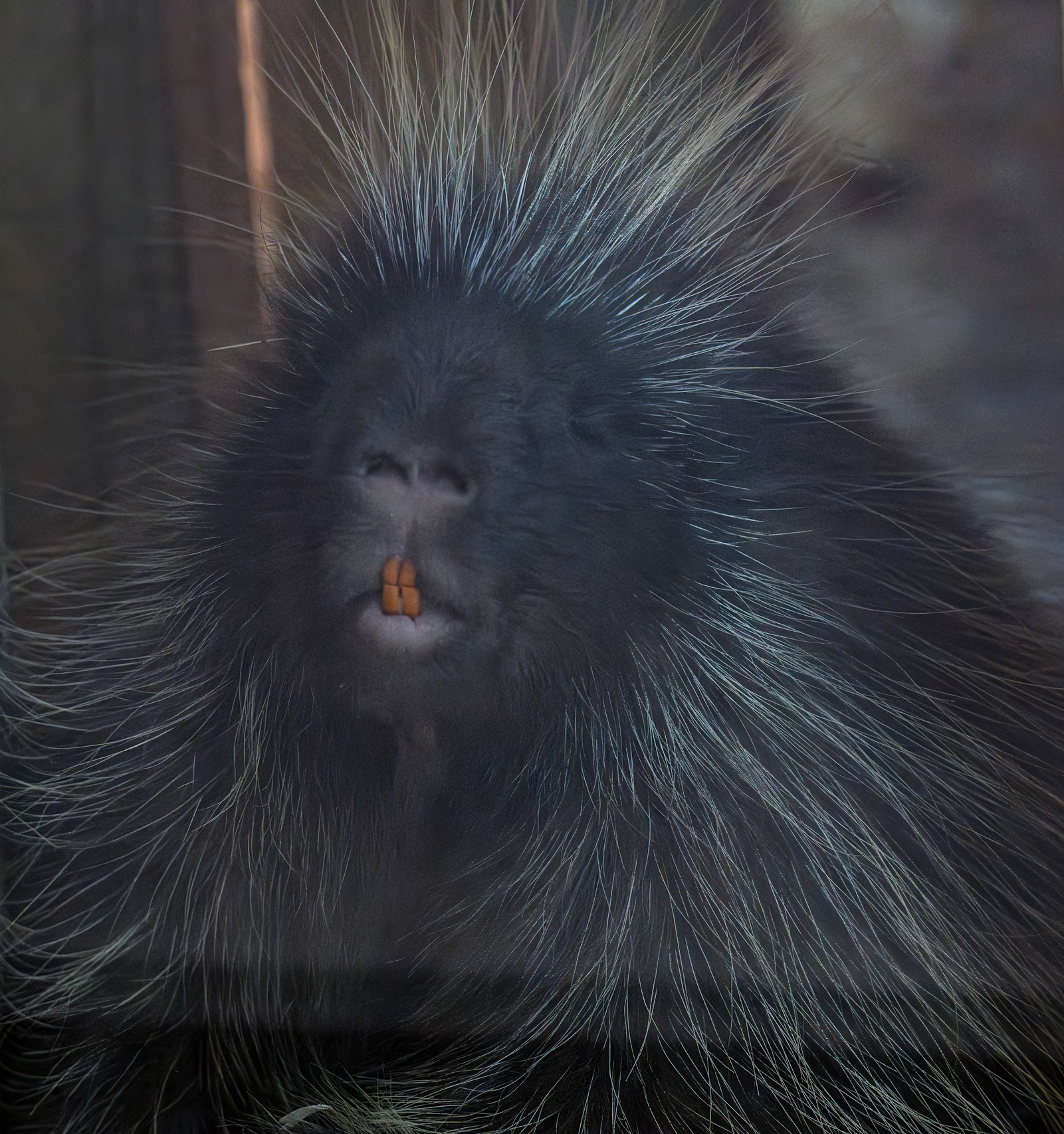 Porcupine