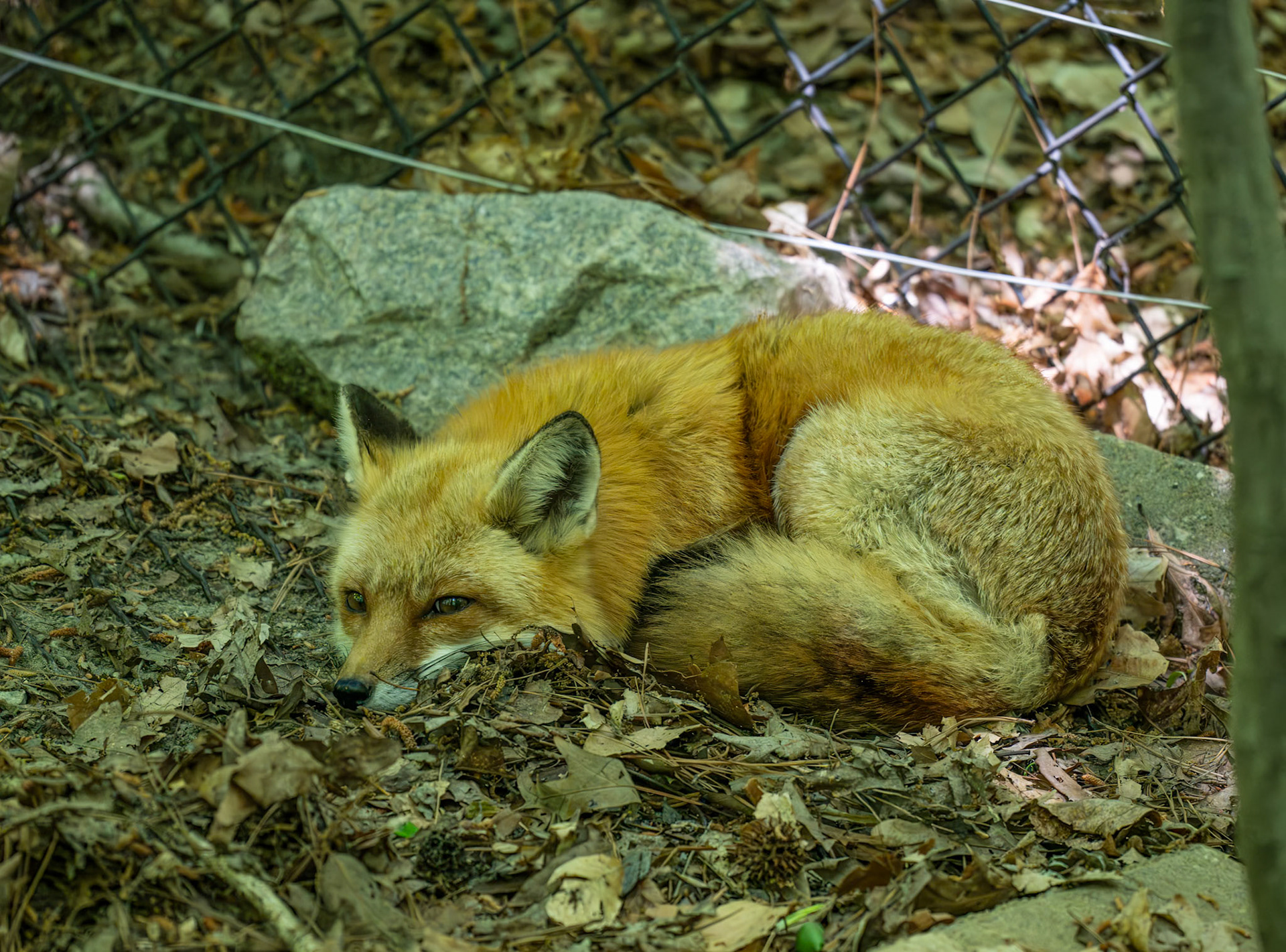 Red Fox
