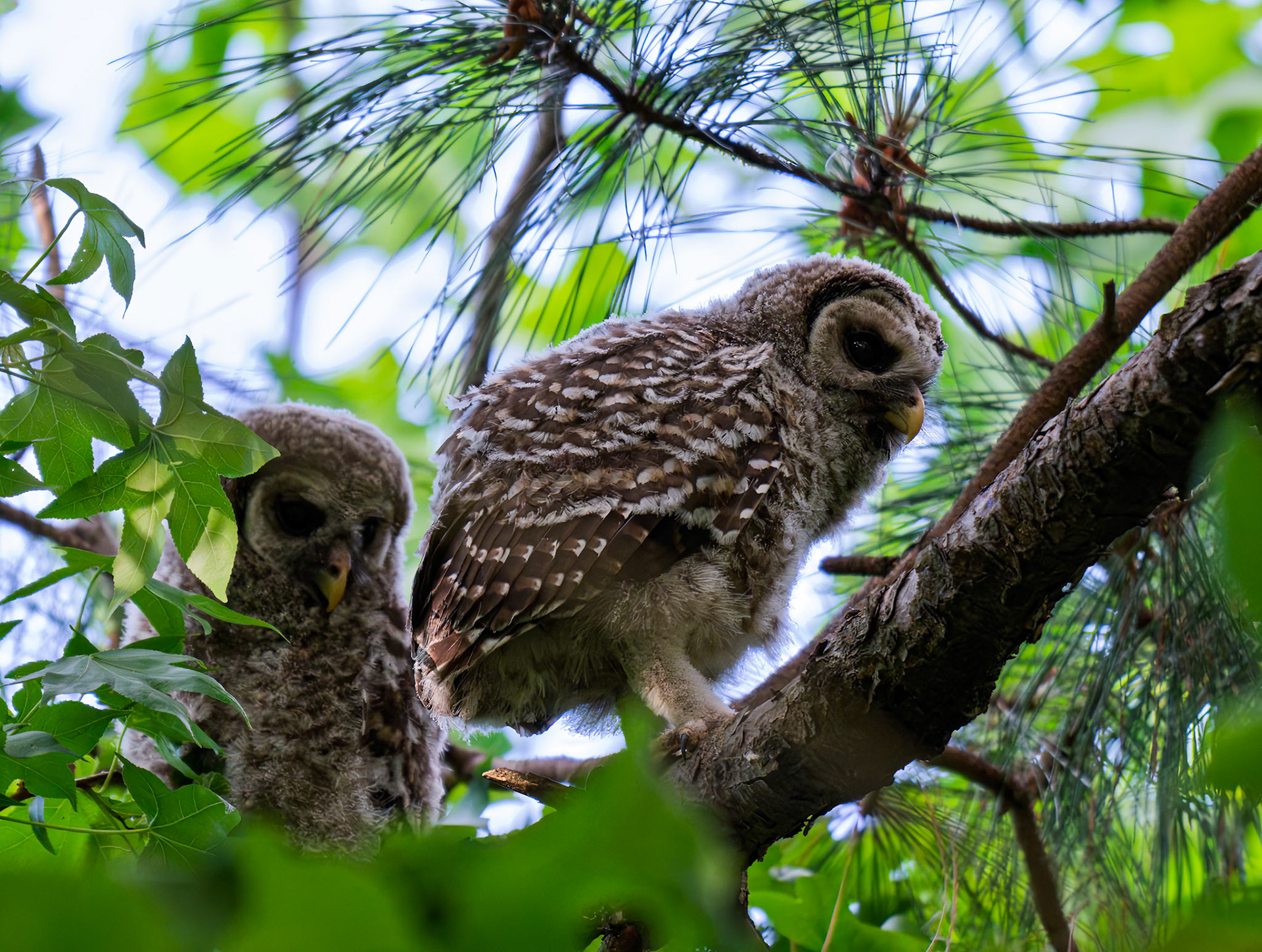 Baby Barred Owls