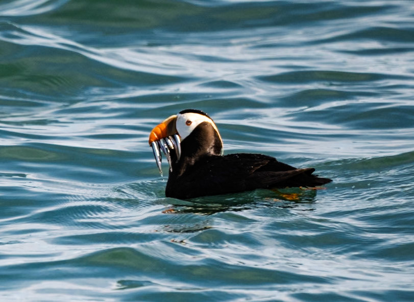 Tufted Puffin with Fish