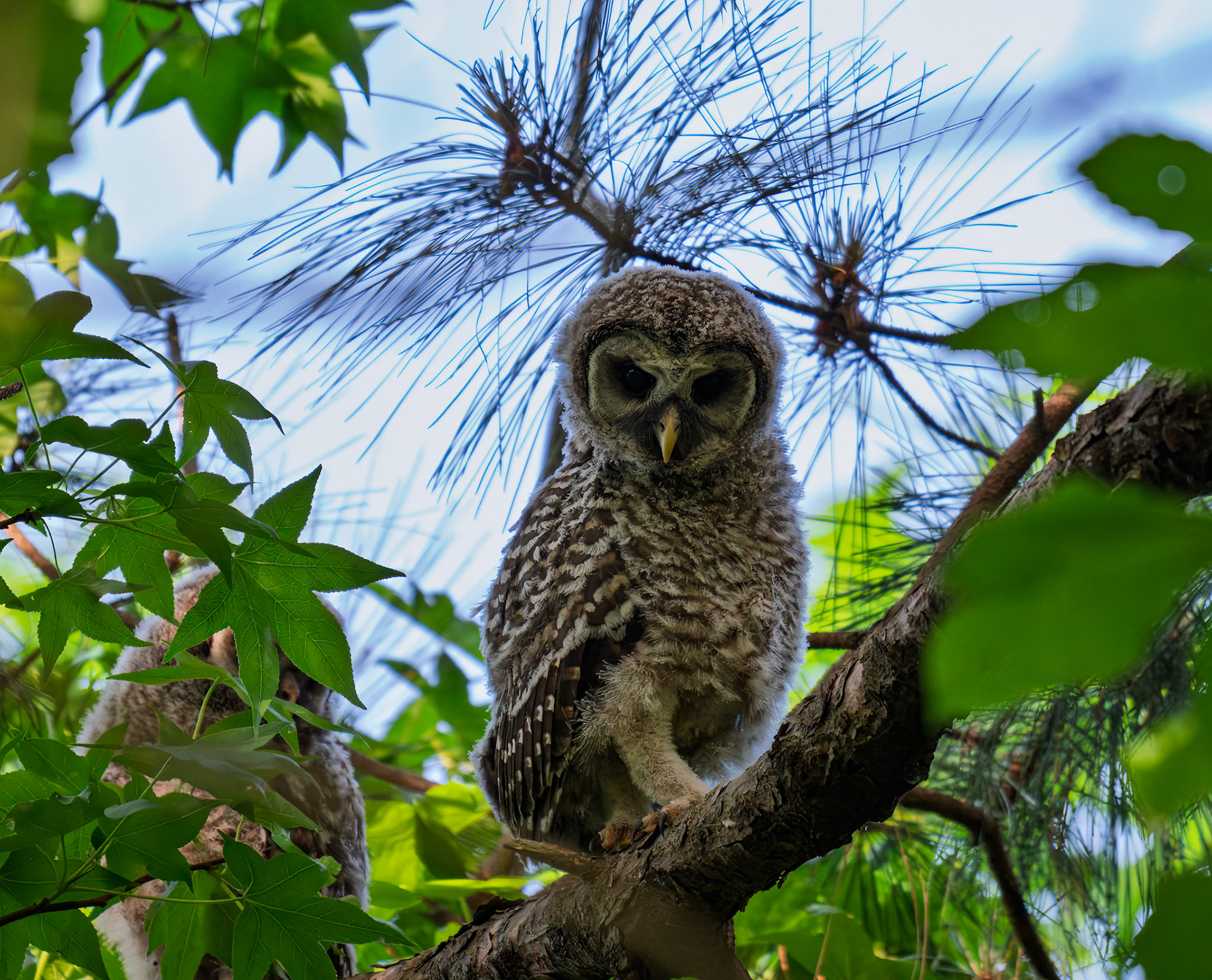 Baby Barred Owl