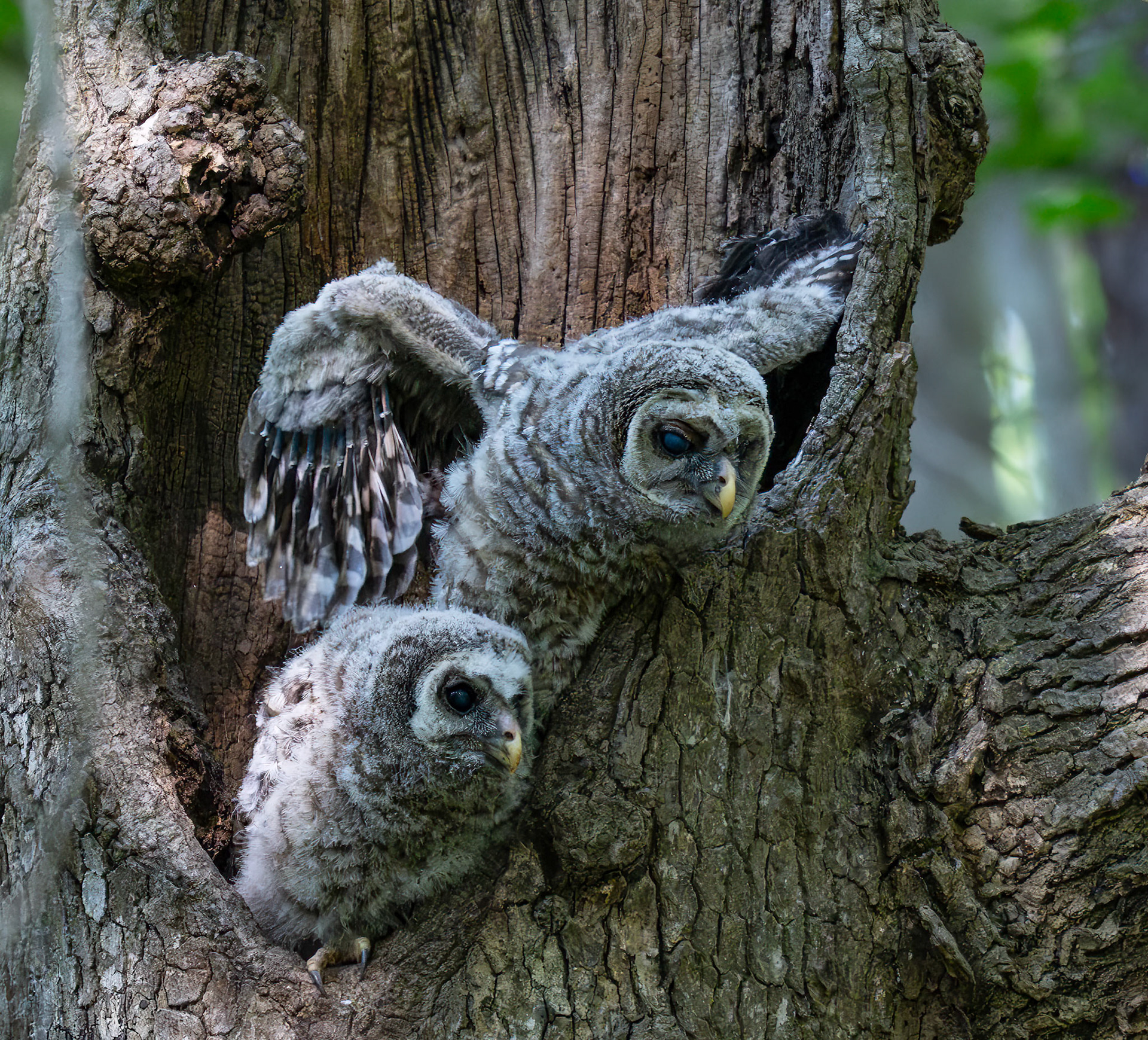 Baby Barred Owl