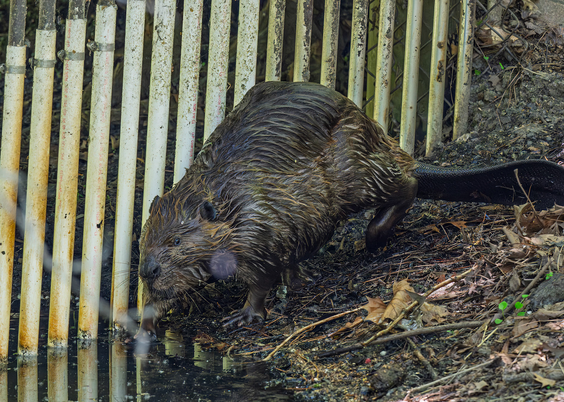 Beaver