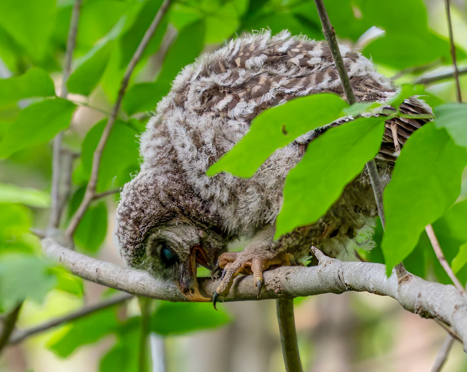 Baby Barred Owl