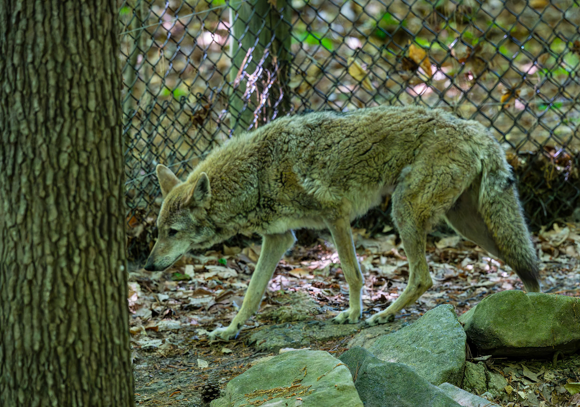 Coyote