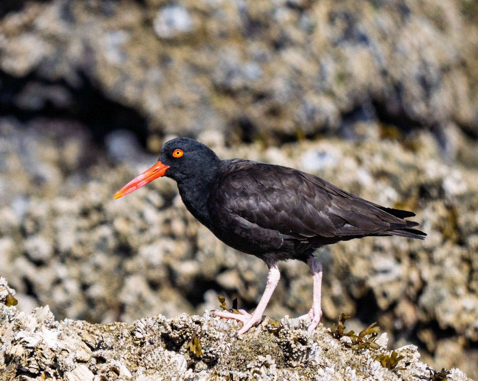 Black oystercatcher